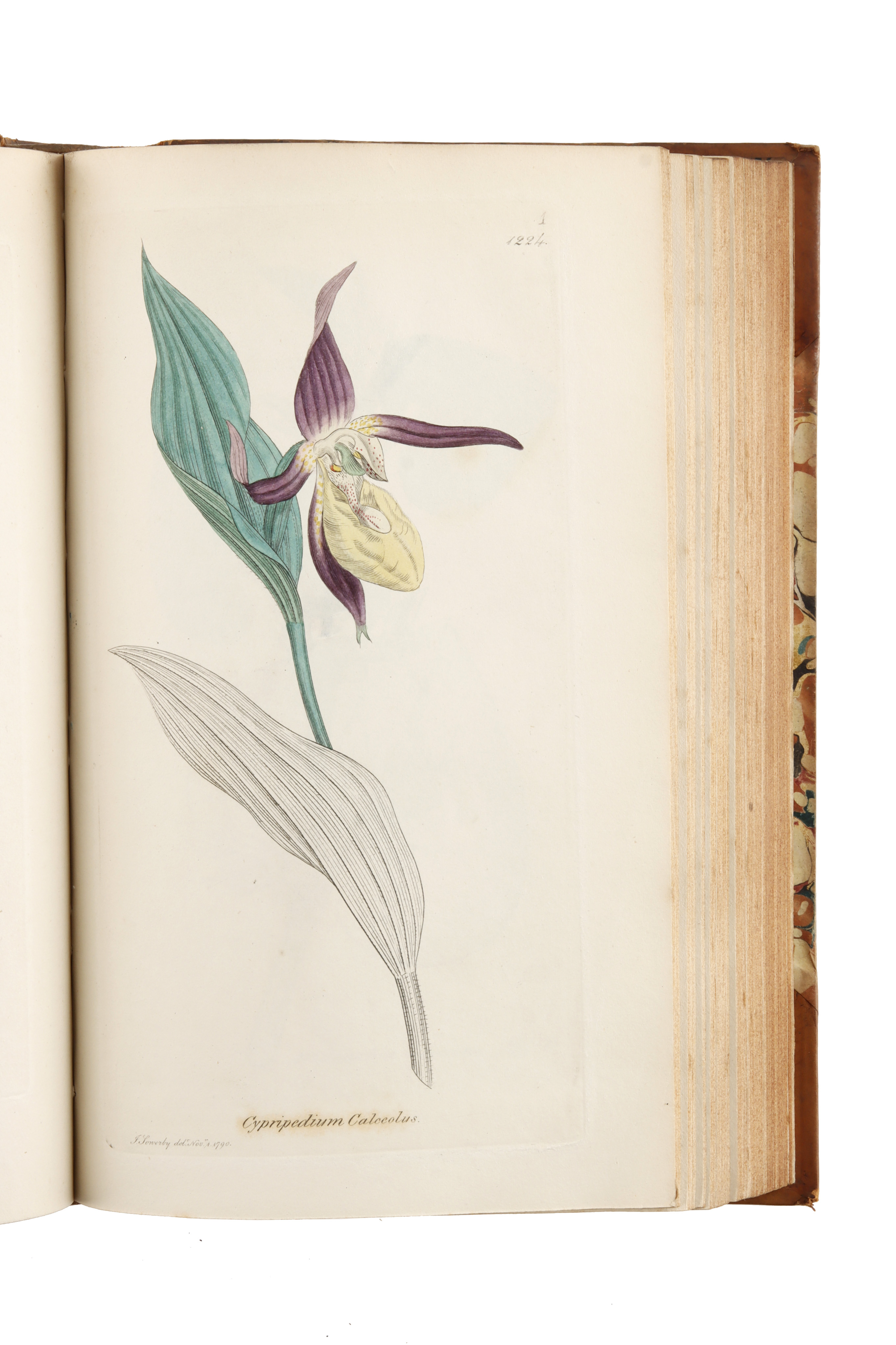 Smith, James Edward, & Sowerby, James, English Botany; or, Coloured Figures of British plants, - Image 6 of 8