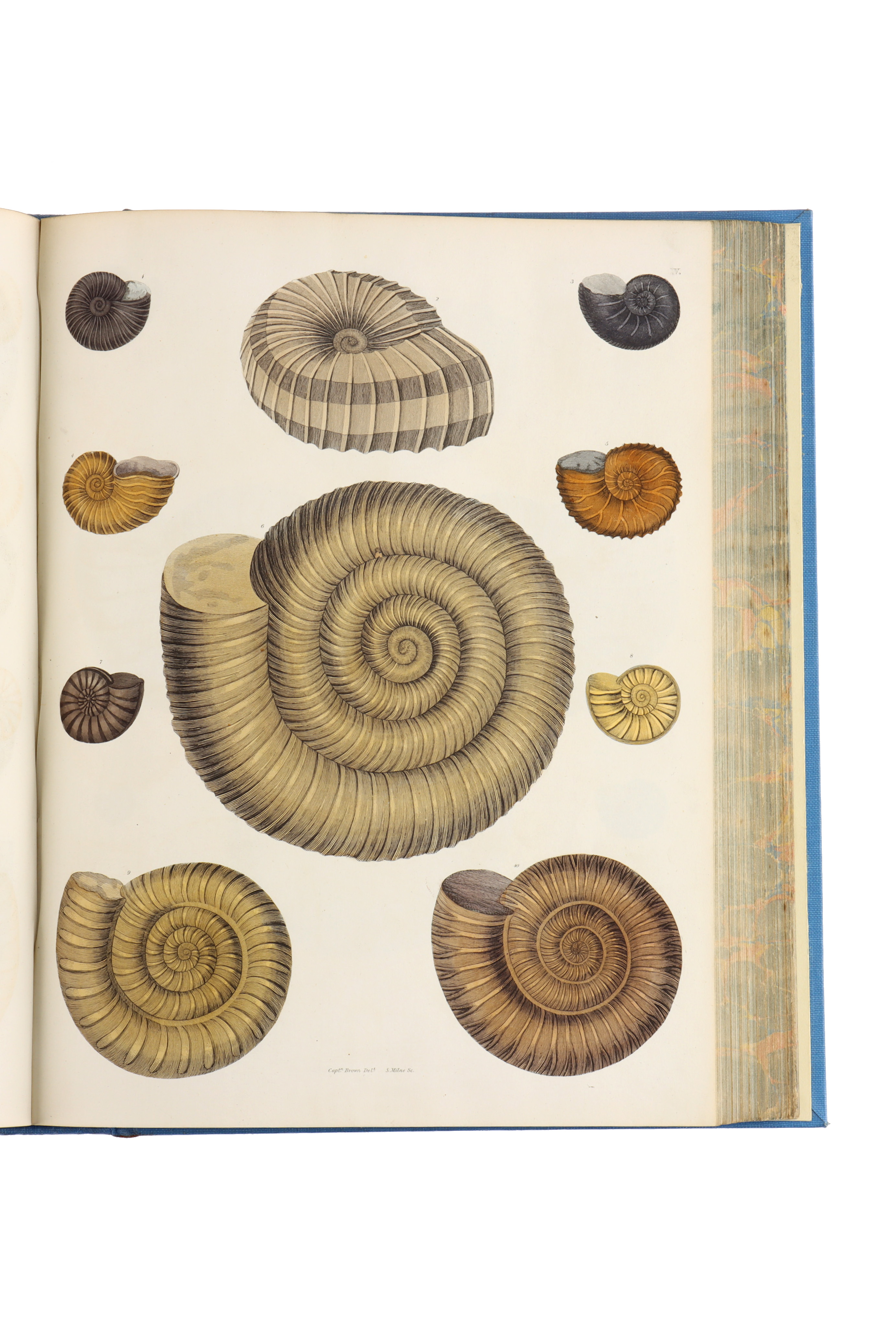 Brown, Captain Thomas, Illustrations of the Fossil Conchology of Great Britain, - Image 4 of 9