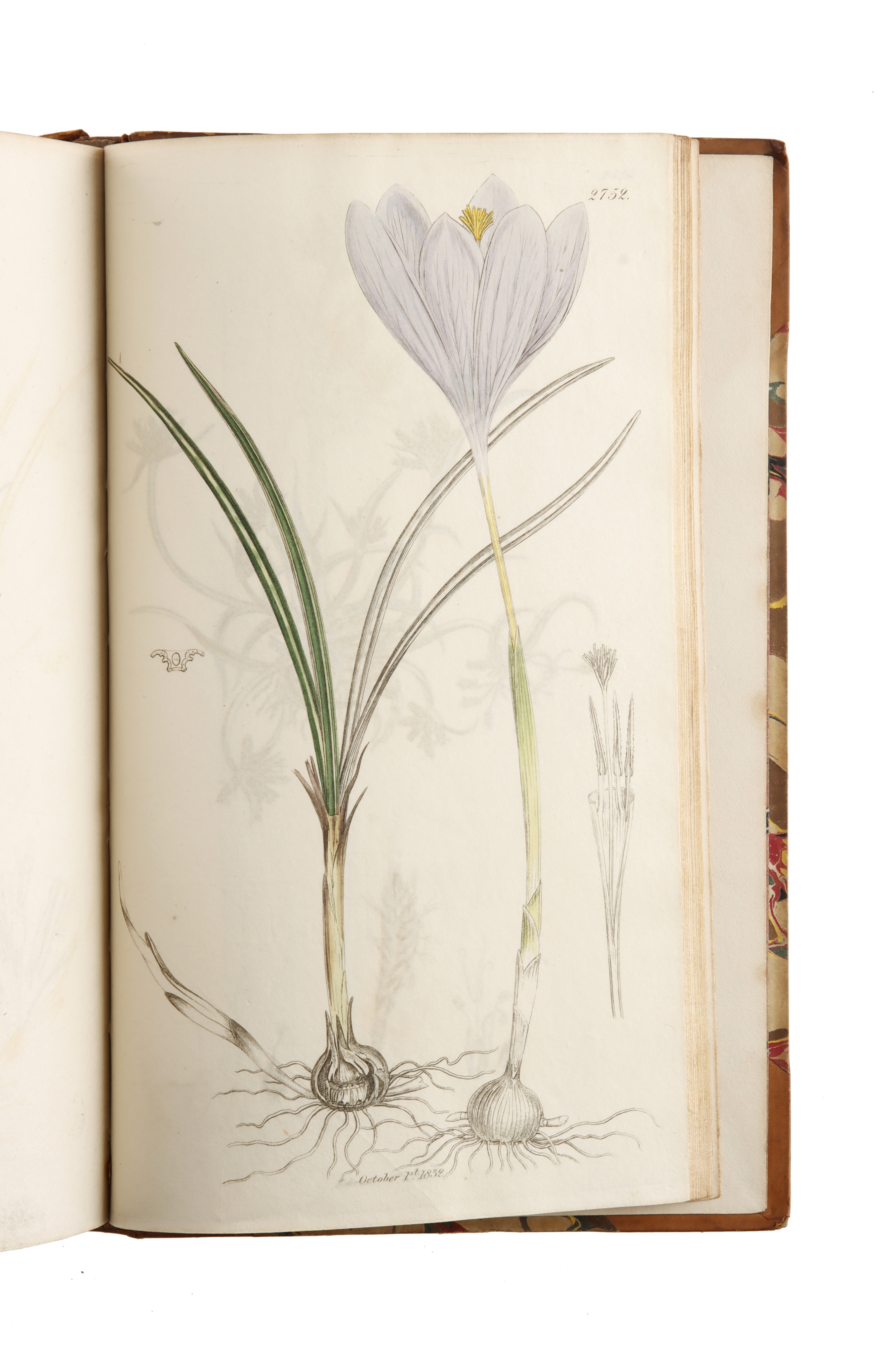 Smith, James Edward, & Sowerby, James, English Botany; or, Coloured Figures of British plants, - Image 5 of 8