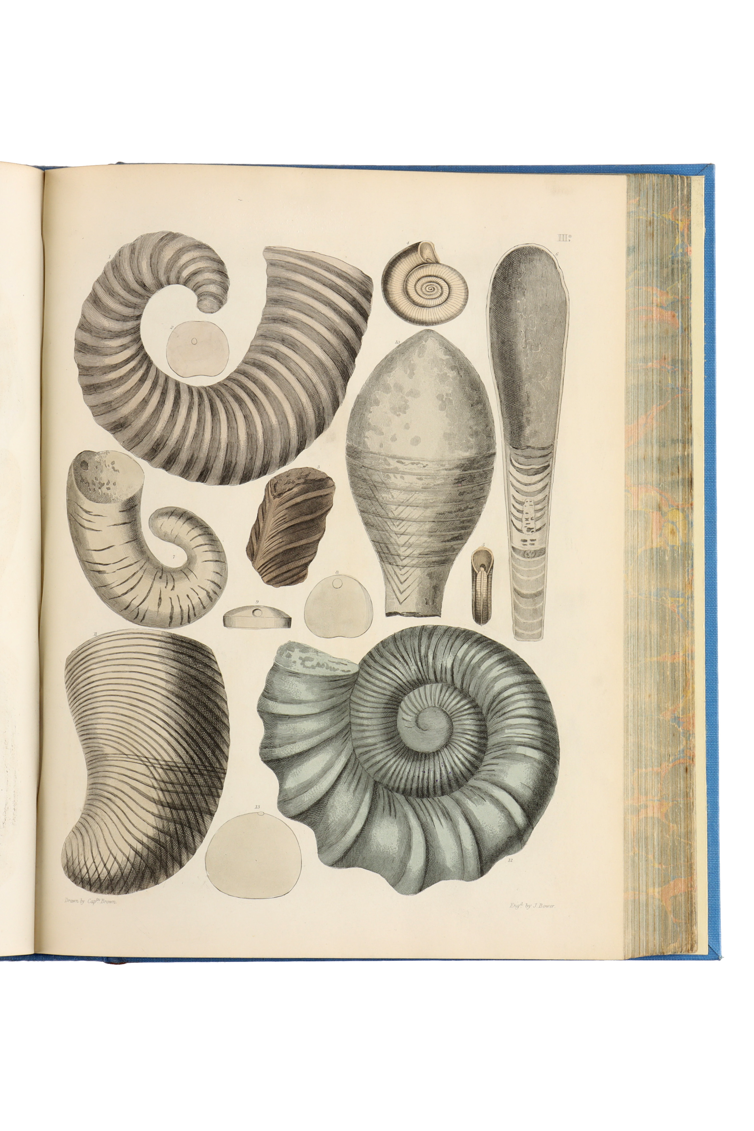 Brown, Captain Thomas, Illustrations of the Fossil Conchology of Great Britain, - Image 3 of 9