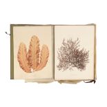 Folio of 24 Mounted Seaweed Specimens