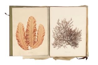 Folio of 24 Mounted Seaweed Specimens