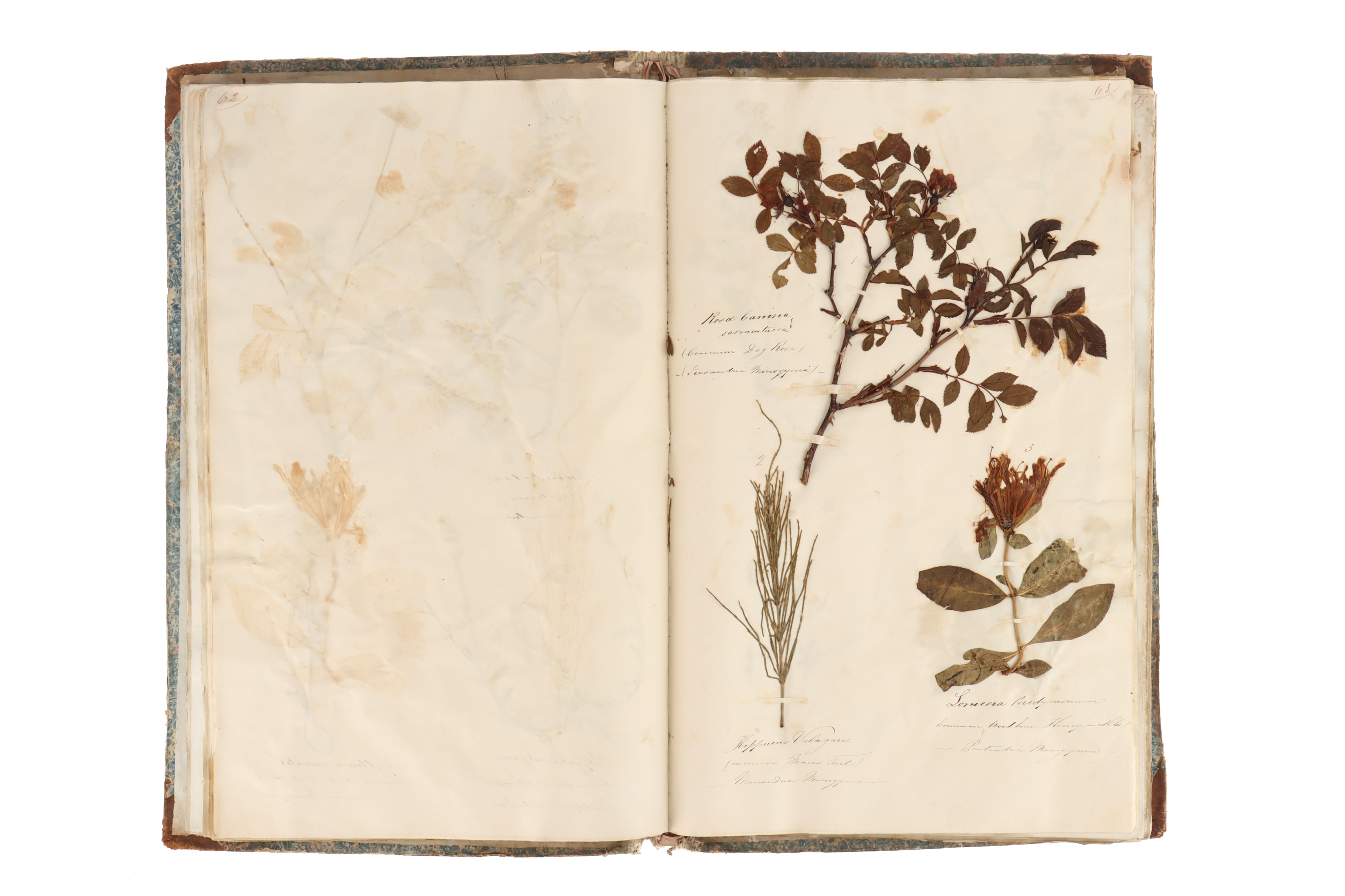A Large Album of Pressed Plants well Annotated, - Image 4 of 5