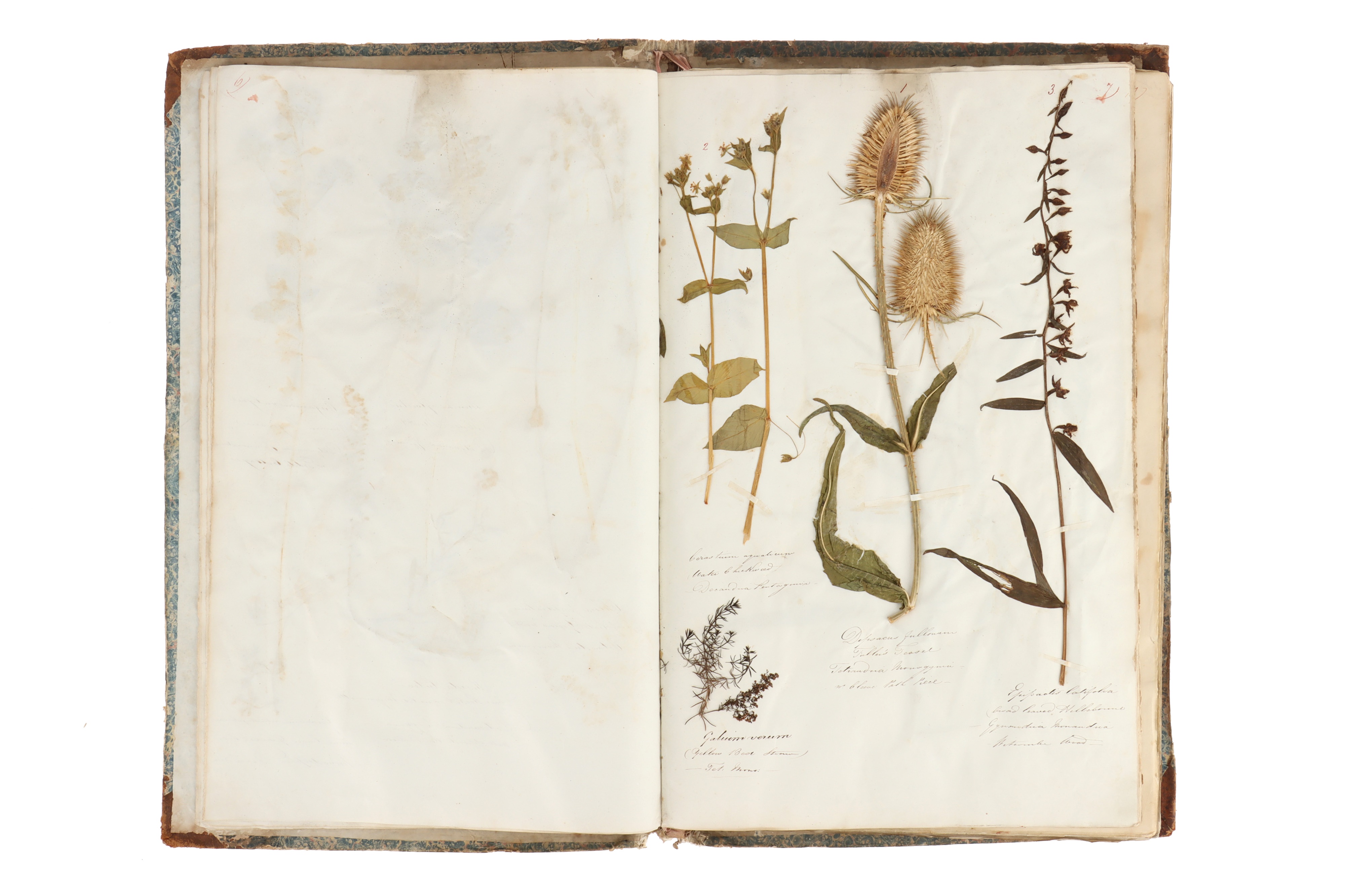 A Large Album of Pressed Plants well Annotated,