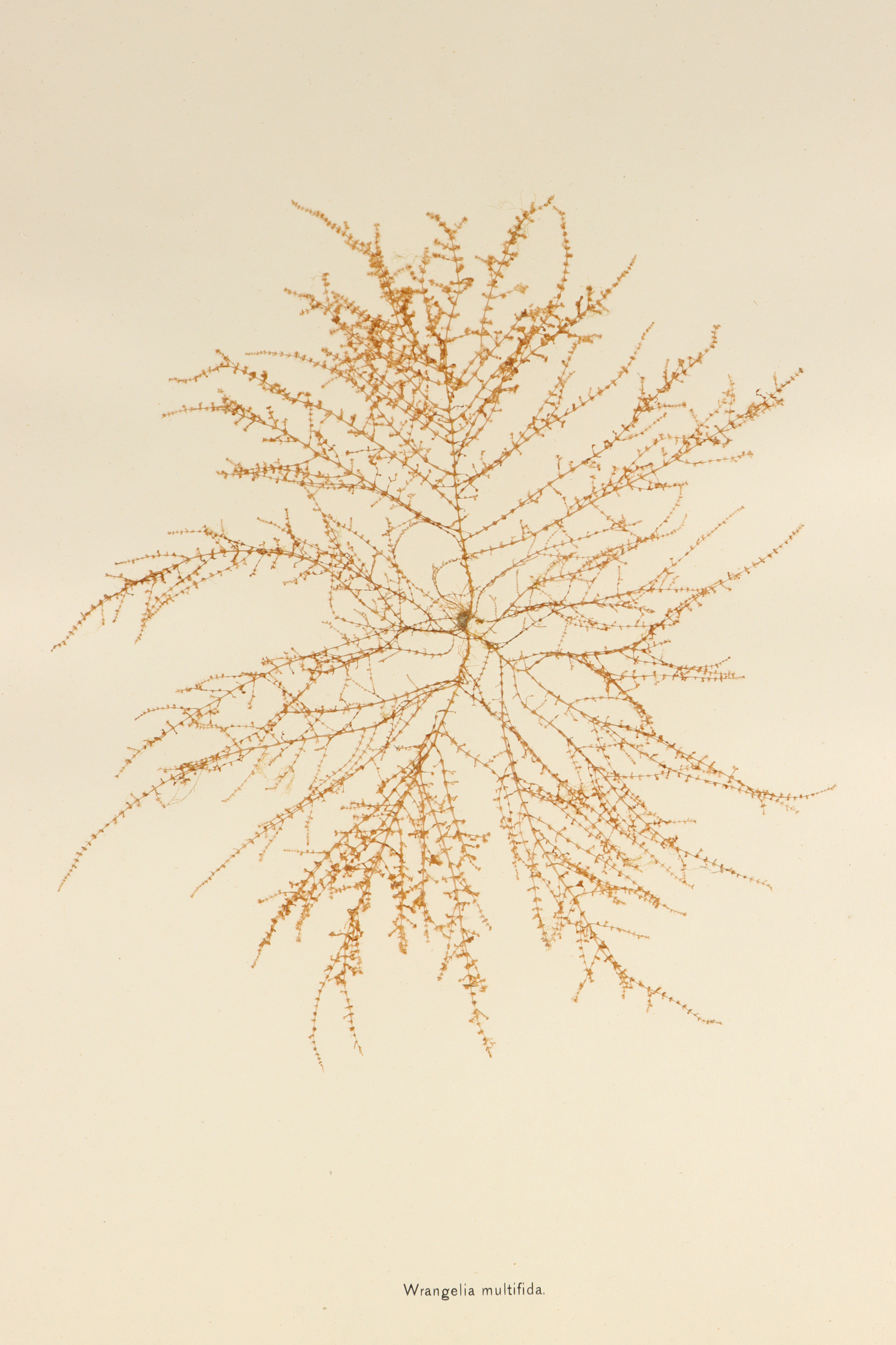 Folio of 24 Mounted Seaweed Specimens - Image 7 of 10