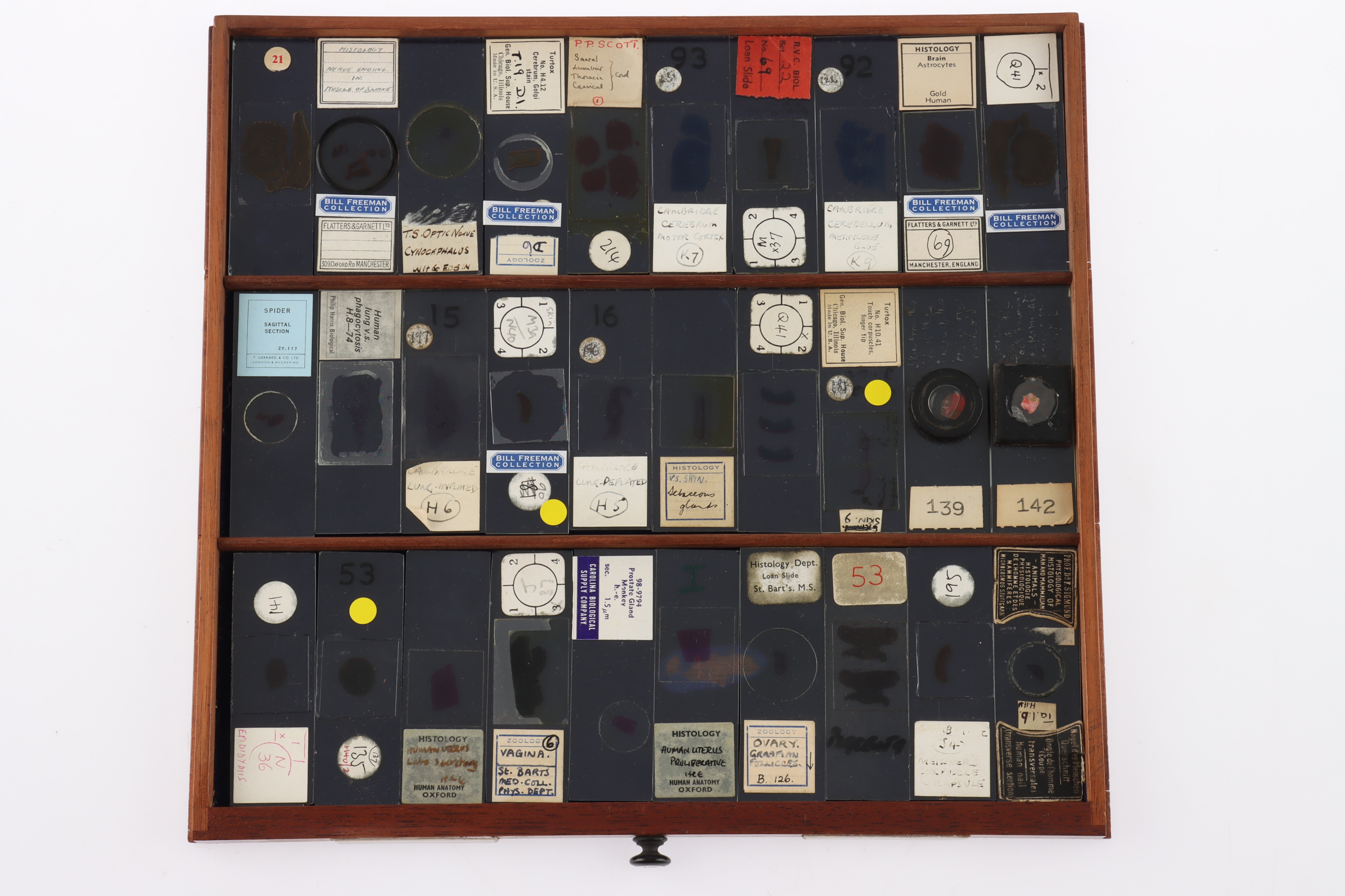 Large Cabinet of fine Victorian Microscope Slides - Image 14 of 26