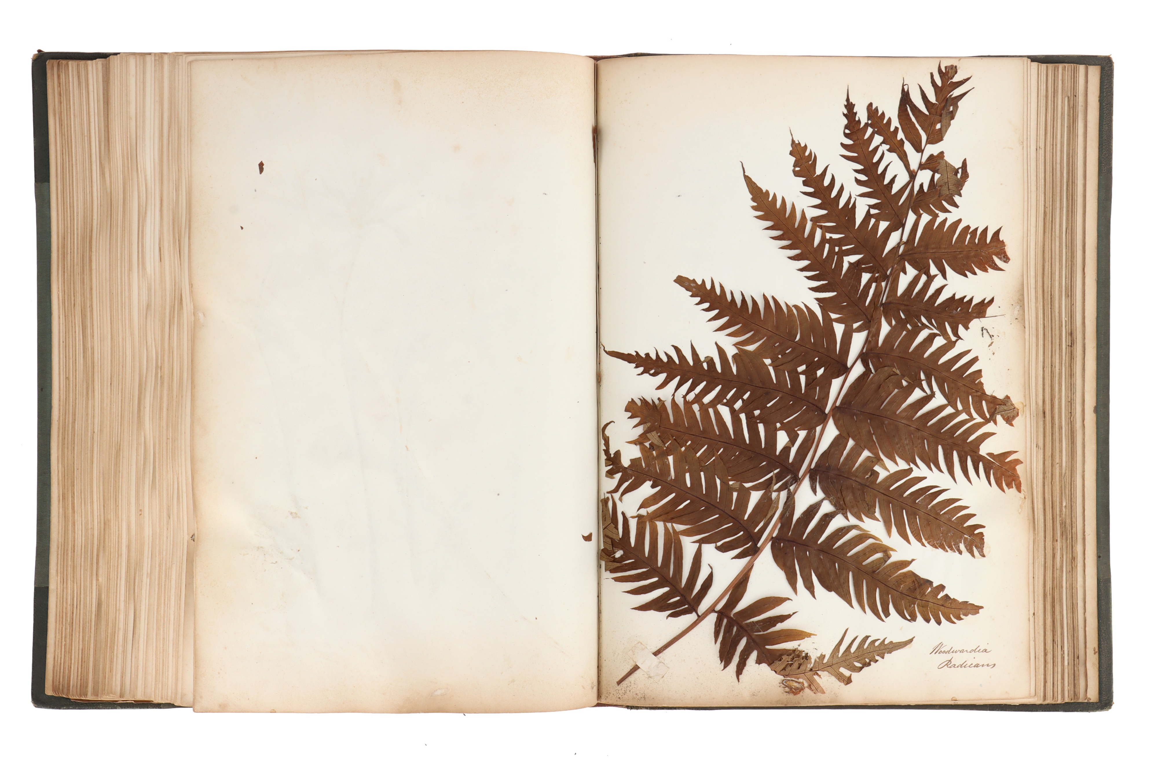 A Large & Well Annotated Mid 19th Century Album of Pressed Ferns, - Image 7 of 11