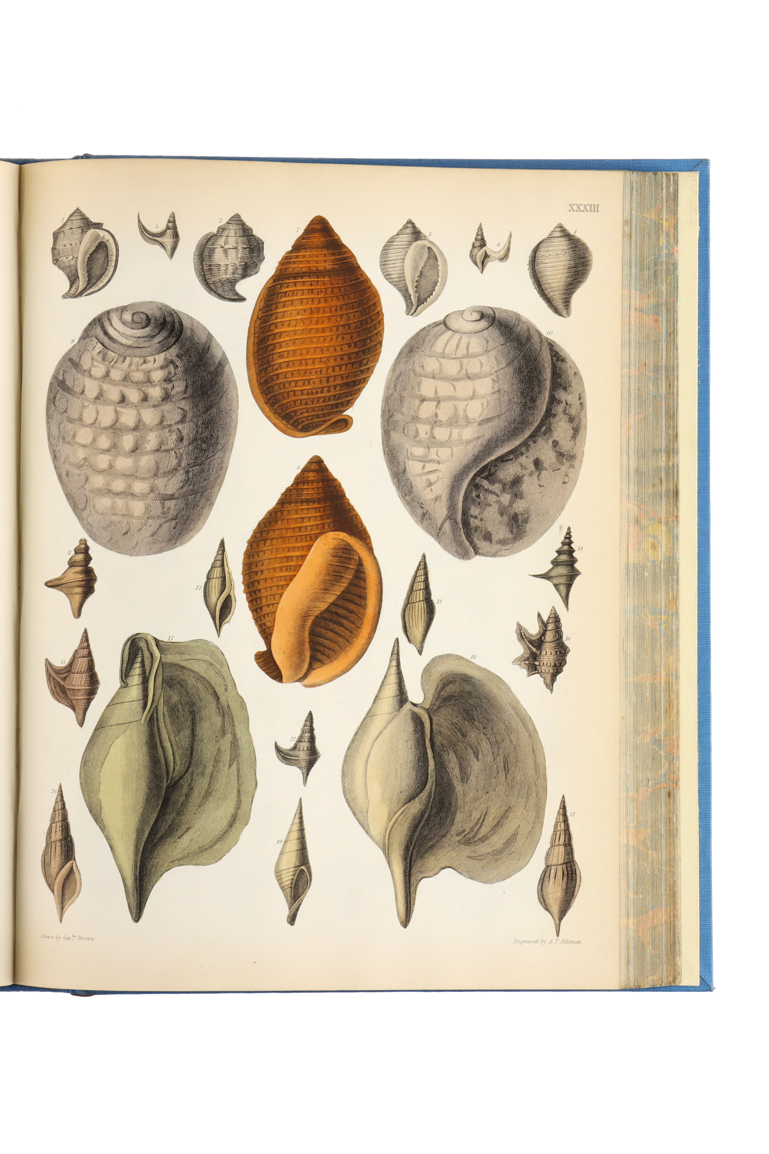 Brown, Captain Thomas, Illustrations of the Fossil Conchology of Great Britain, - Image 6 of 9