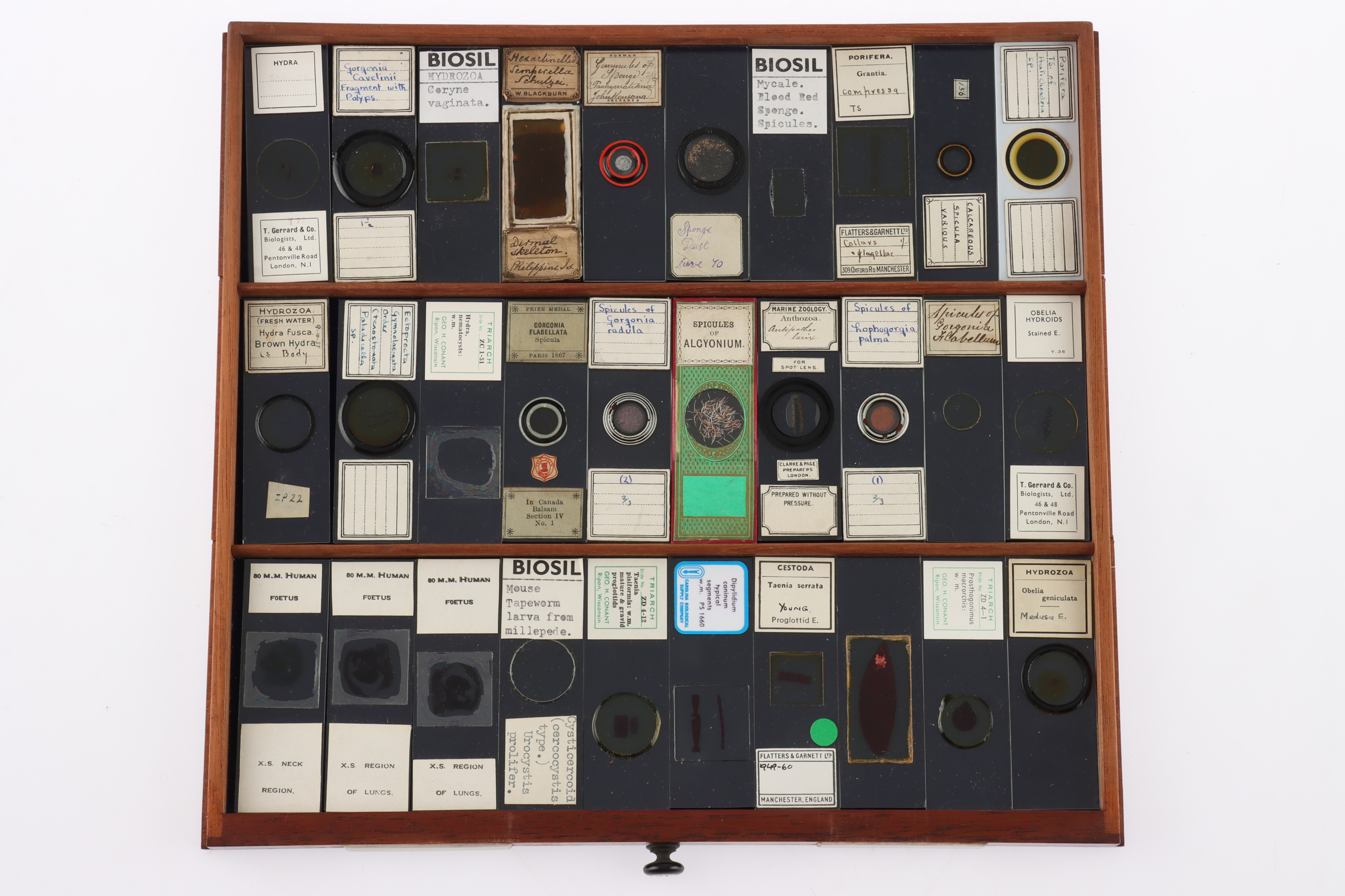 Large Cabinet of fine Victorian Microscope Slides - Image 22 of 26