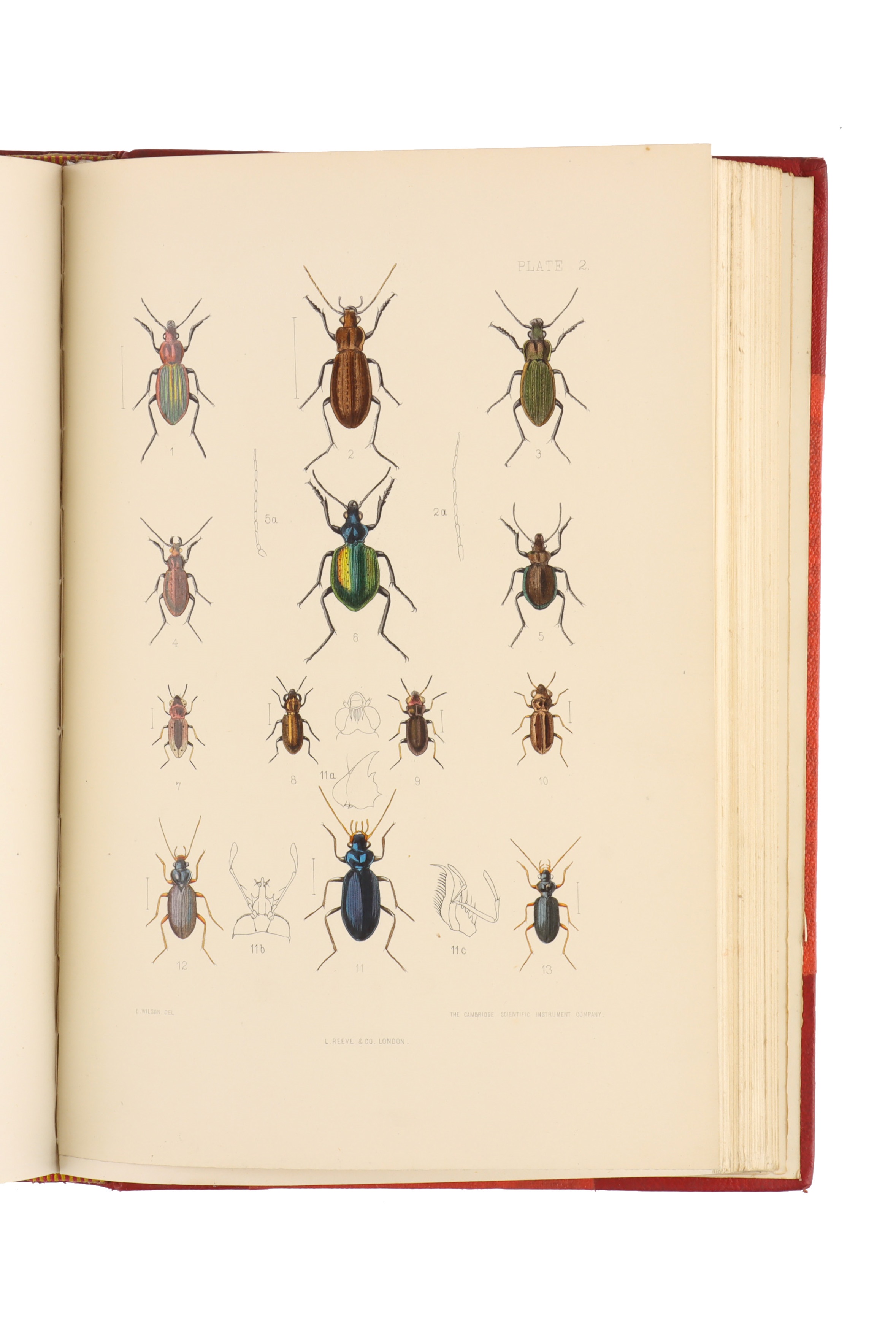Fowler, W.W., The Coleoptera of the British Islands, - Image 4 of 5