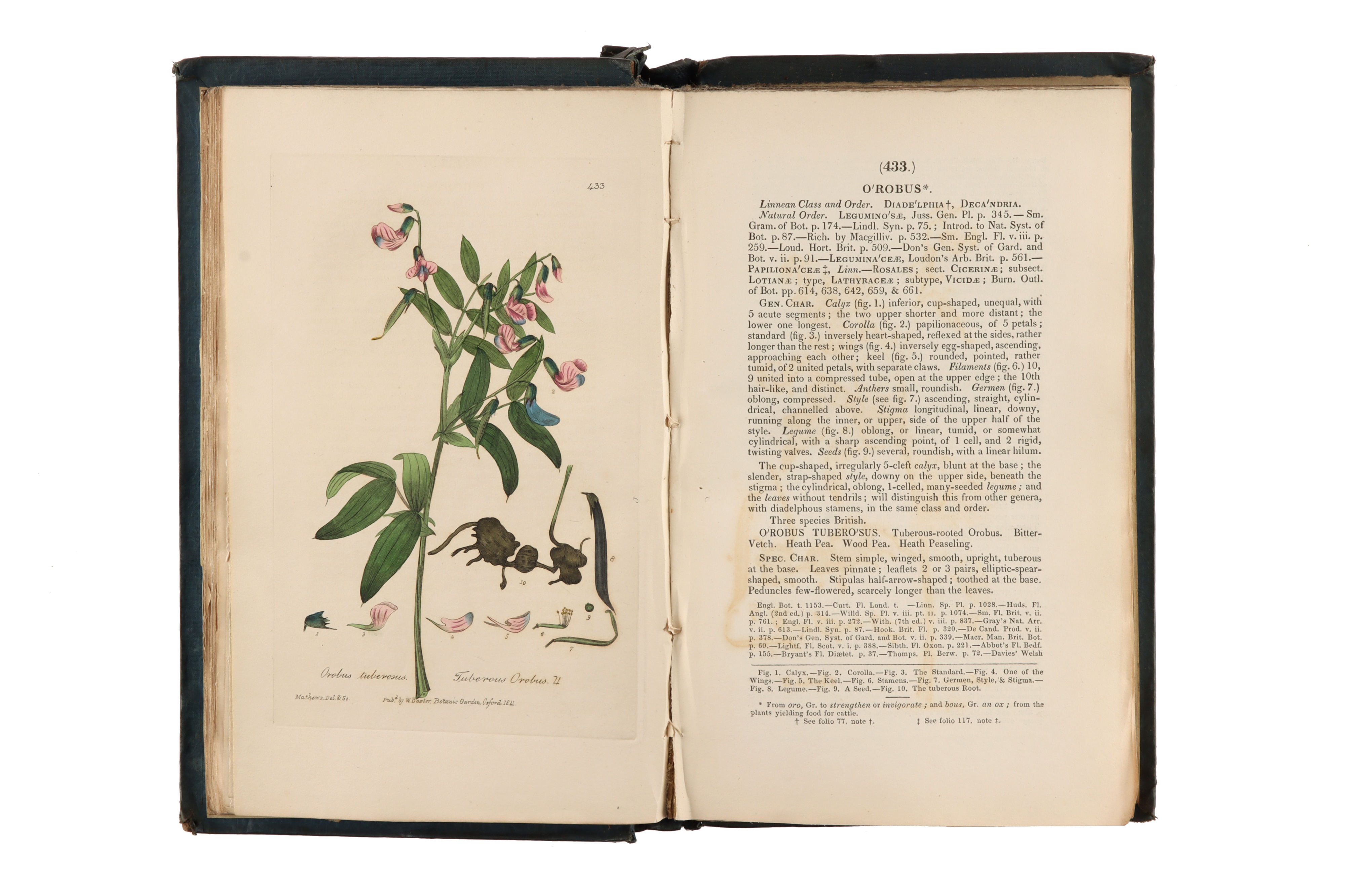 Baxter, W., British Phaenogamous Botany, Flowering Plants, - Image 4 of 5