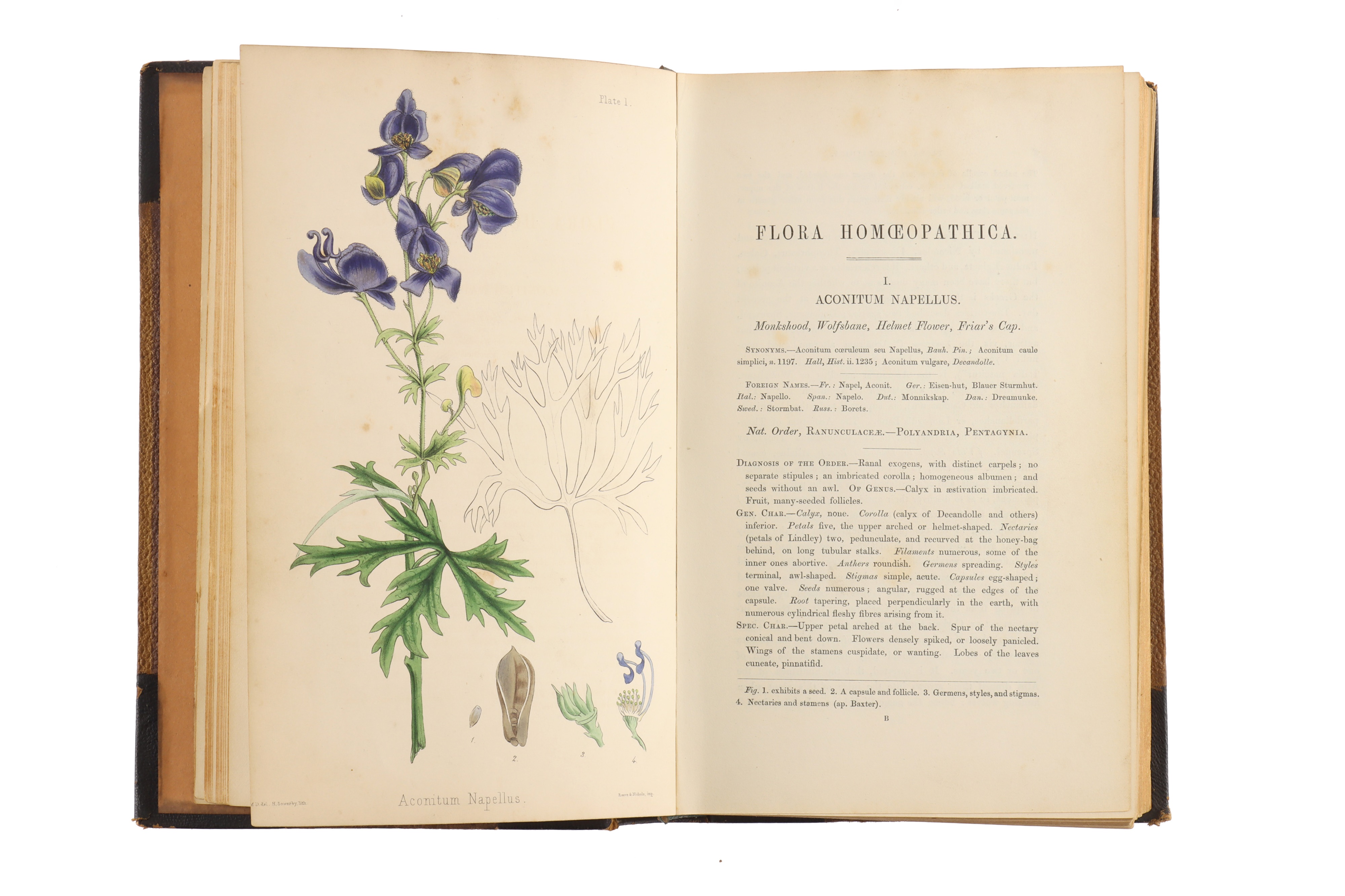 Hamilton, Edward, The Flora Homoeopathica, - Image 3 of 7