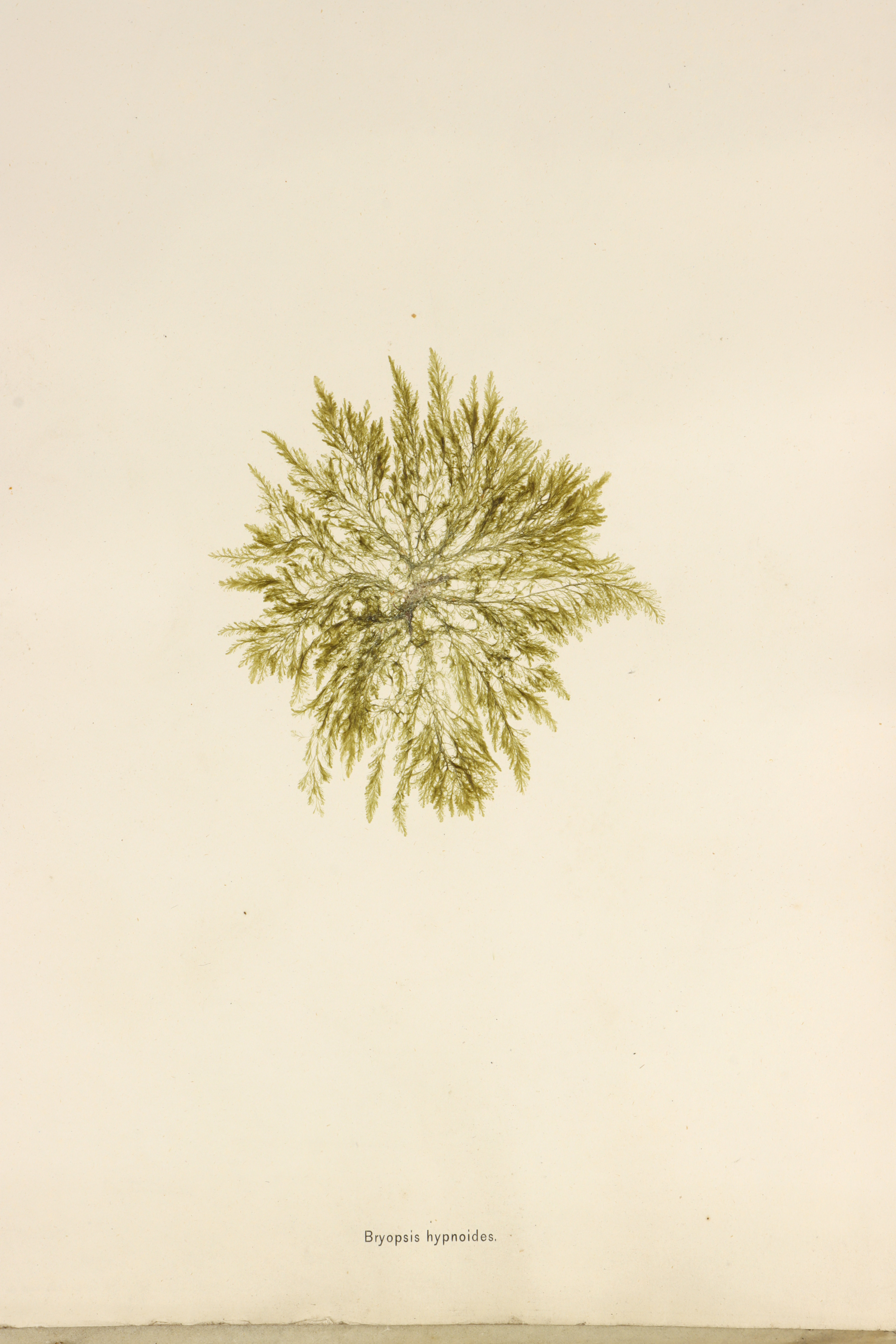 Folio of 24 Mounted Seaweed Specimens - Image 10 of 10