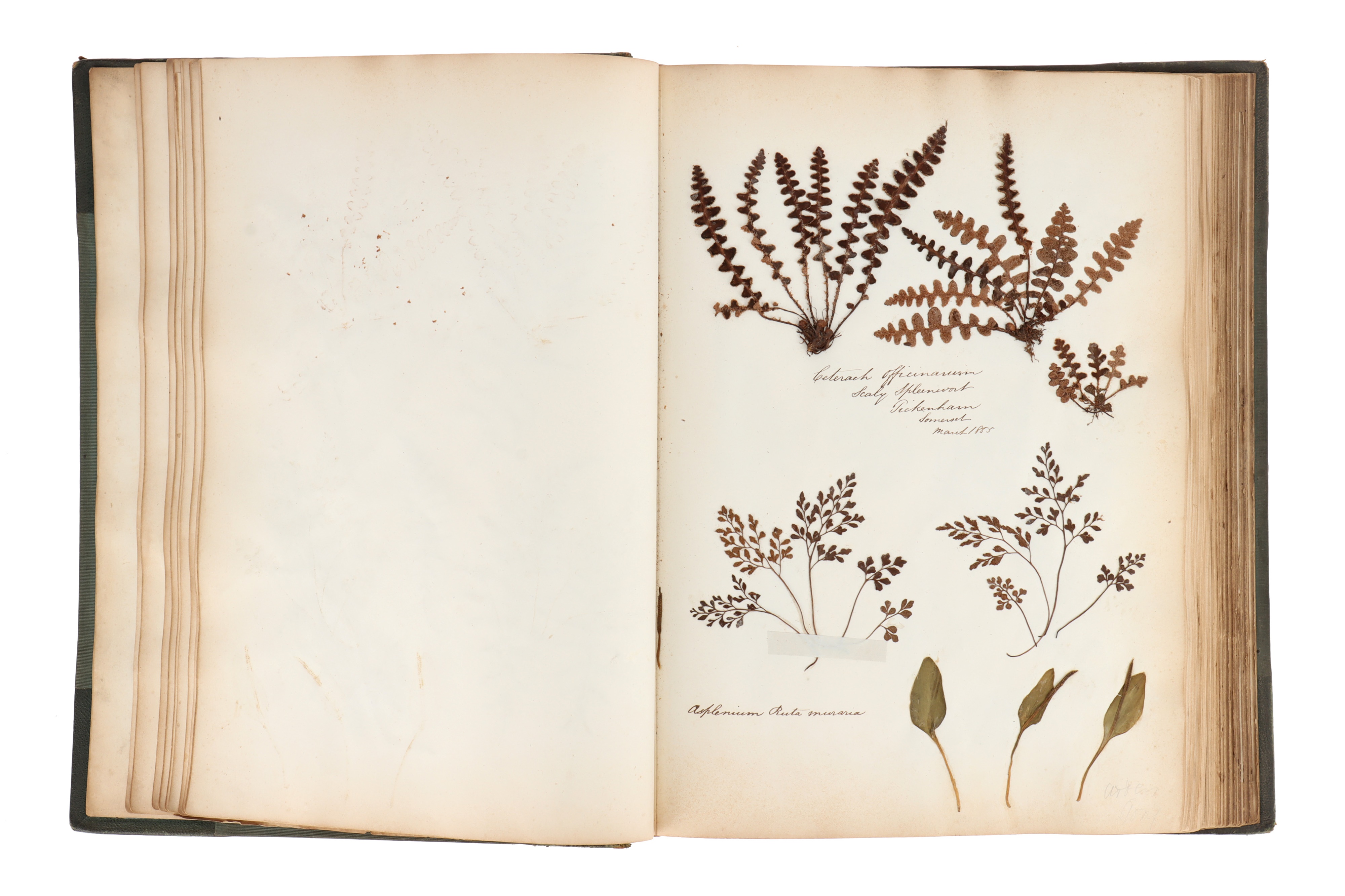 A Large & Well Annotated Mid 19th Century Album of Pressed Ferns, - Image 9 of 11