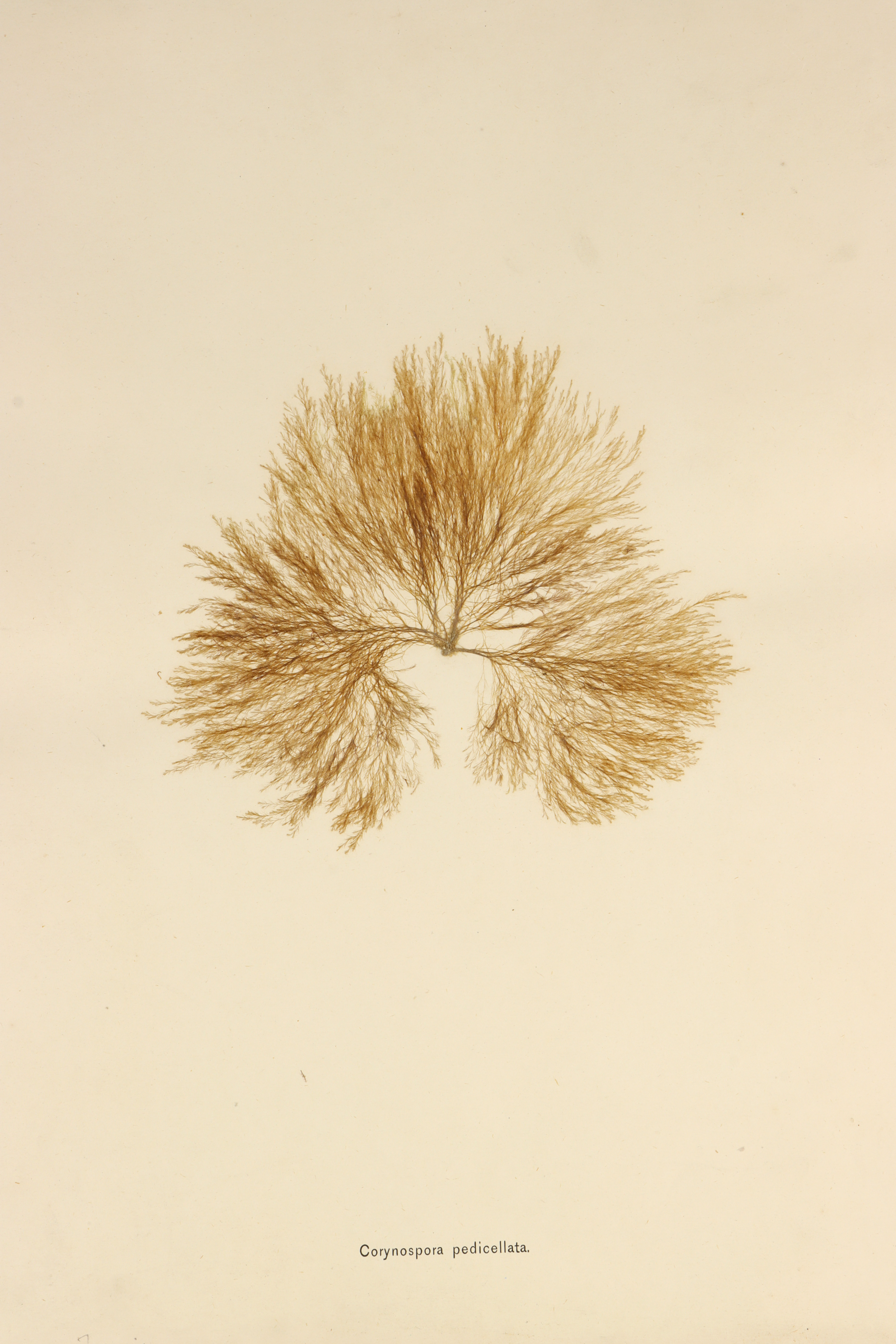 Folio of 24 Mounted Seaweed Specimens - Image 4 of 10