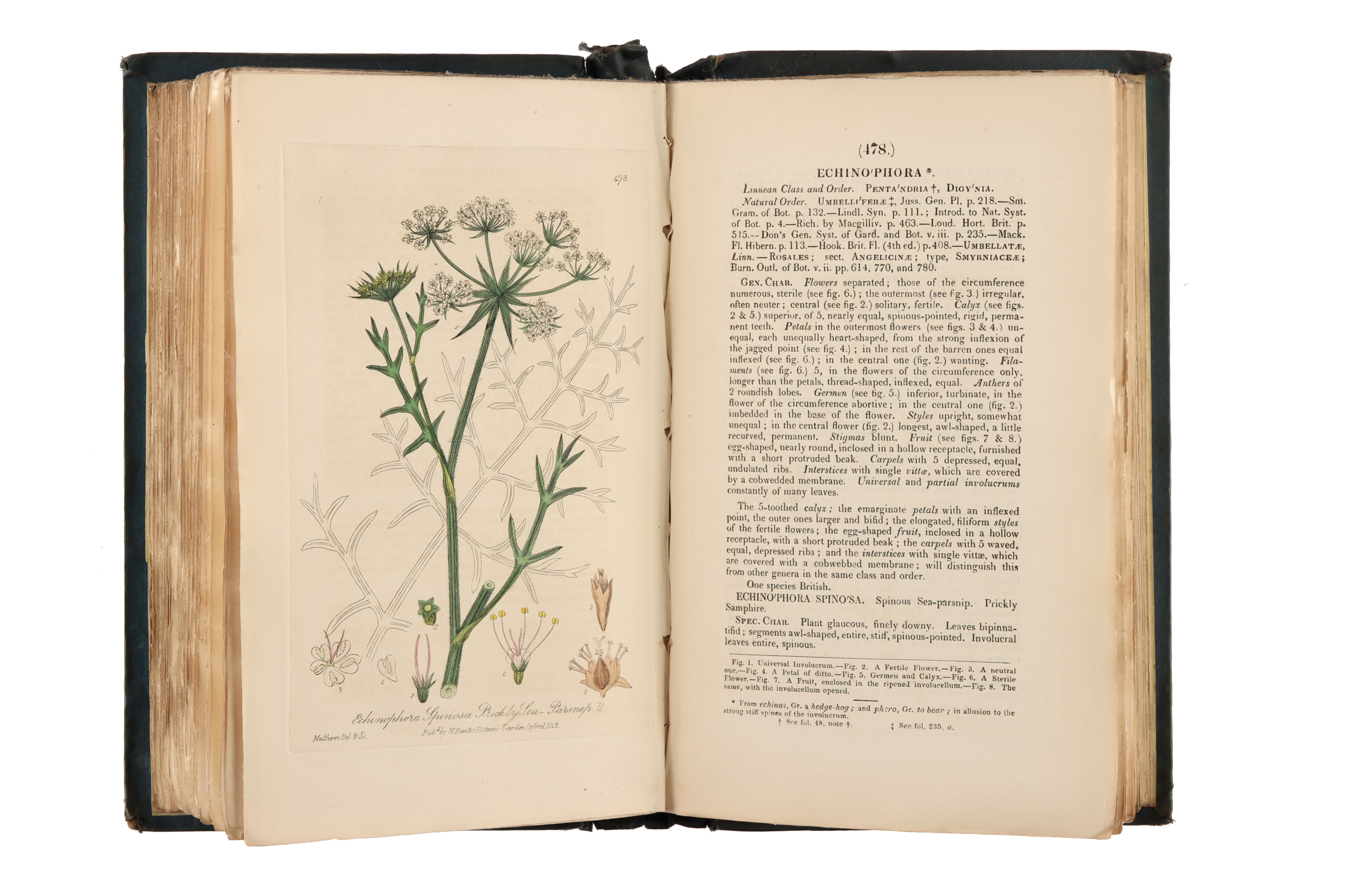 Baxter, W., British Phaenogamous Botany, Flowering Plants, - Image 3 of 5