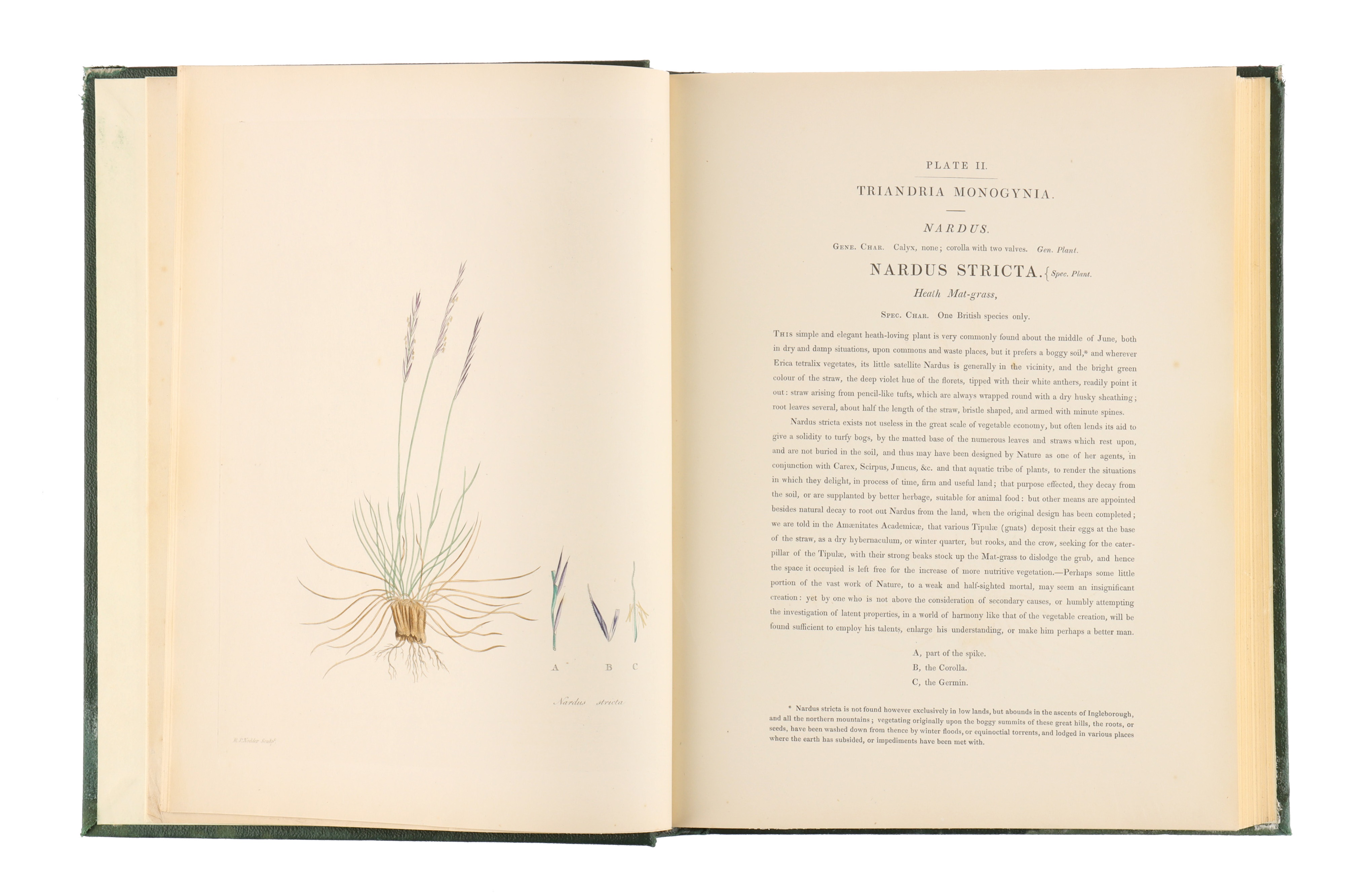 Knapp, J., L., Gramina Britannica; or Representations of the British Grasses, - Image 5 of 5