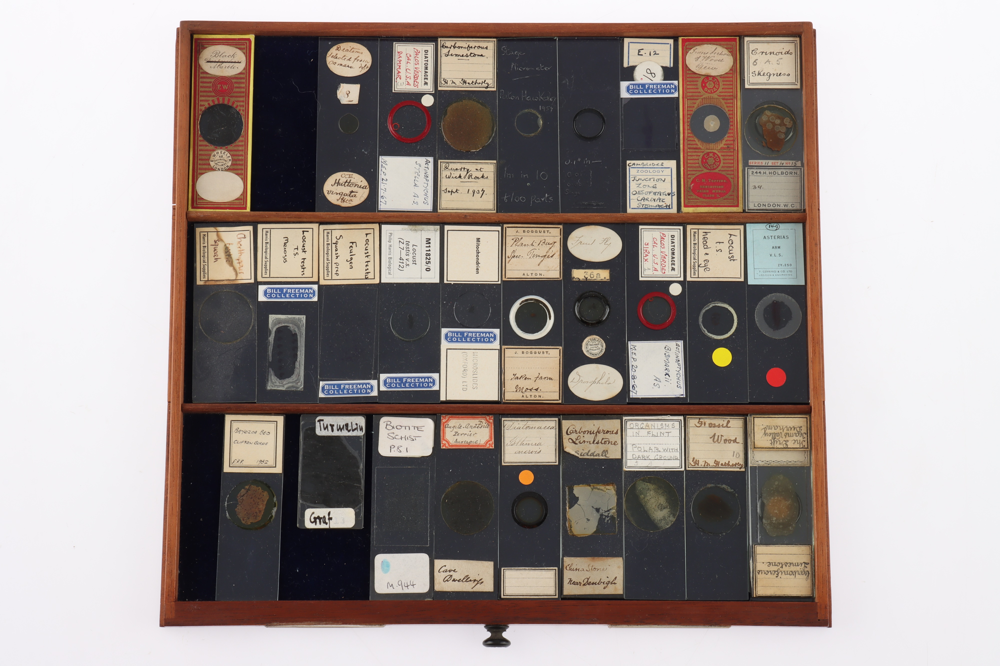 Large Cabinet of fine Victorian Microscope Slides - Image 24 of 26