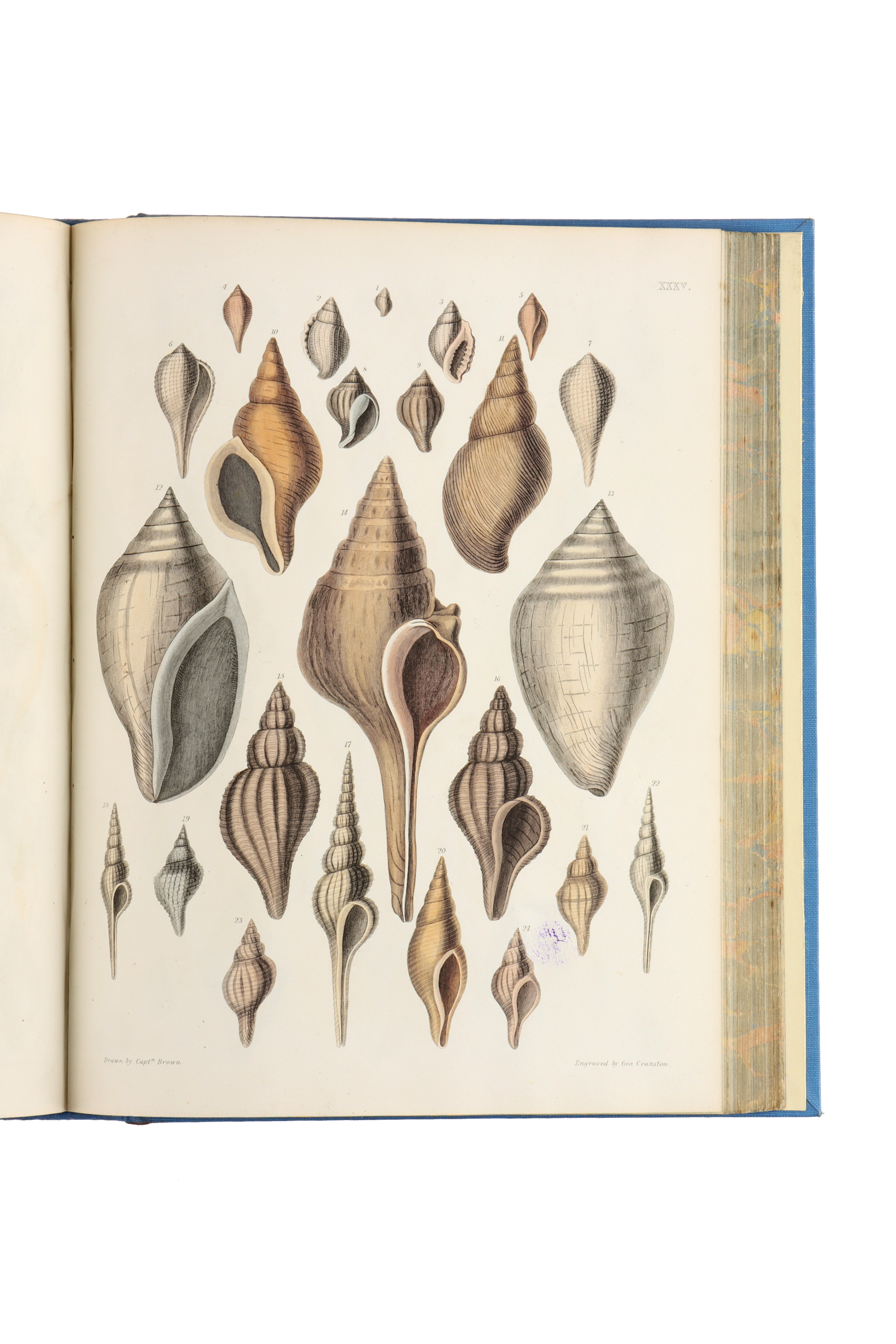 Brown, Captain Thomas, Illustrations of the Fossil Conchology of Great Britain, - Image 7 of 9