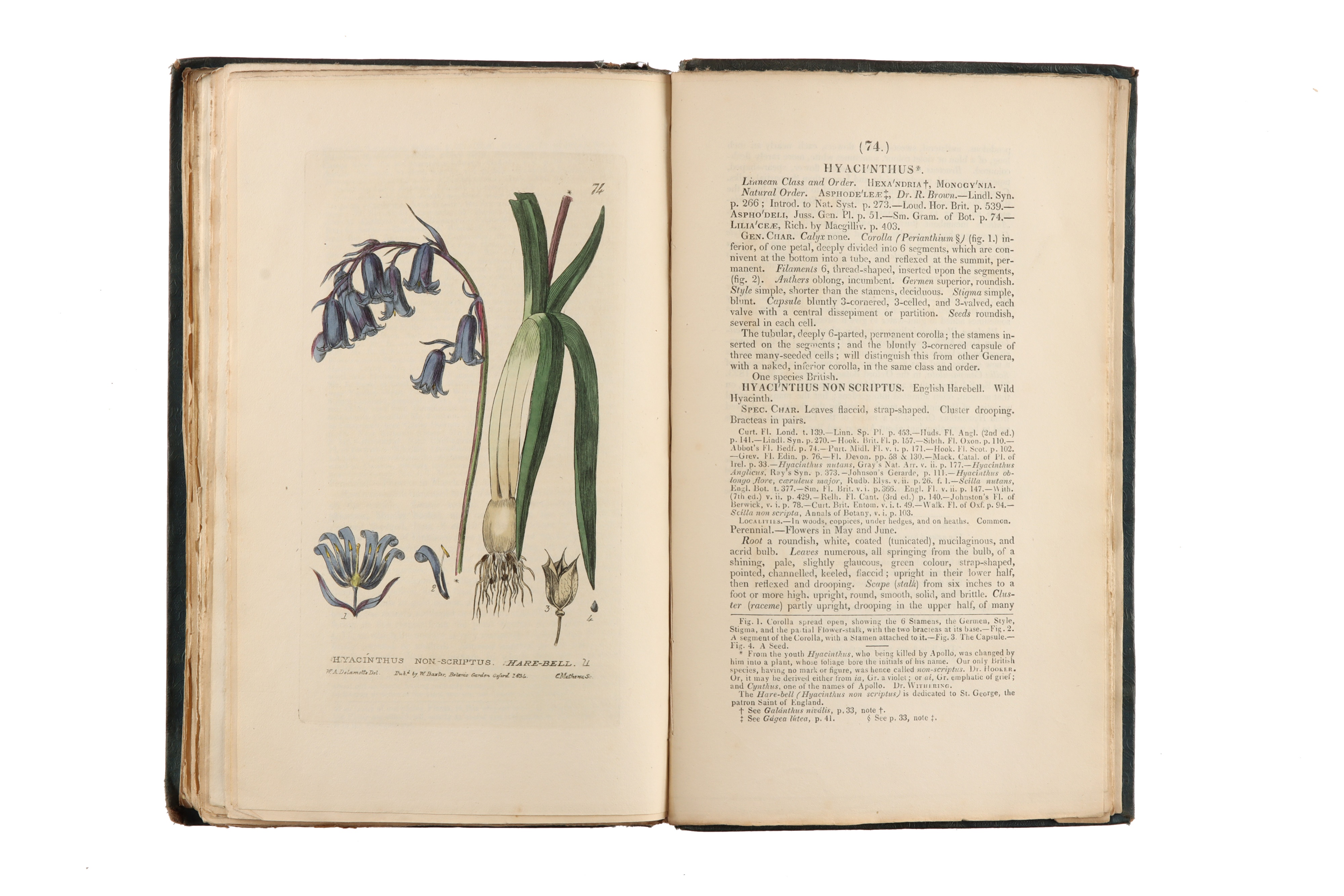 Baxter, W., British Phaenogamous Botany, Flowering Plants, - Image 5 of 5
