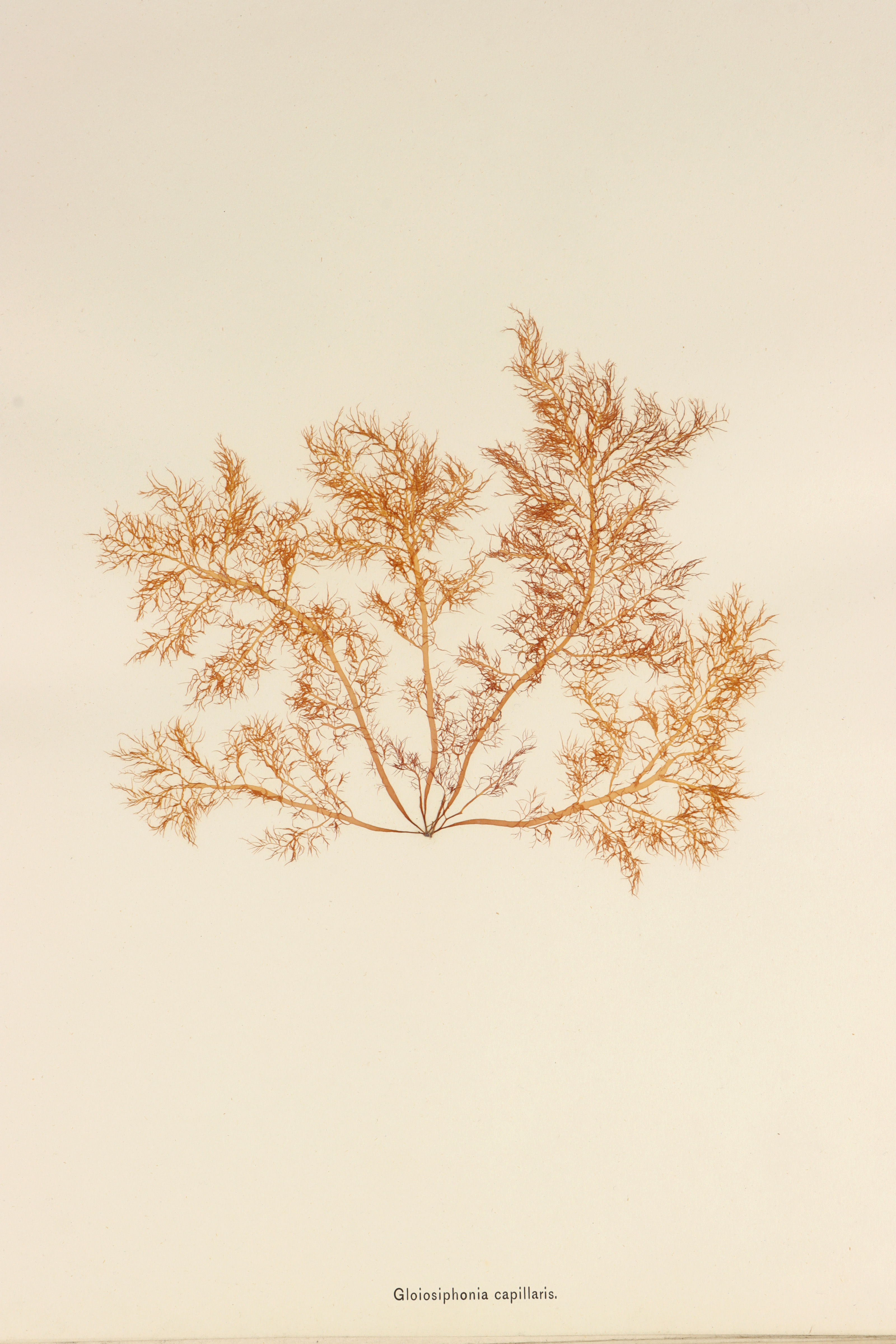Folio of 24 Mounted Seaweed Specimens - Image 3 of 10