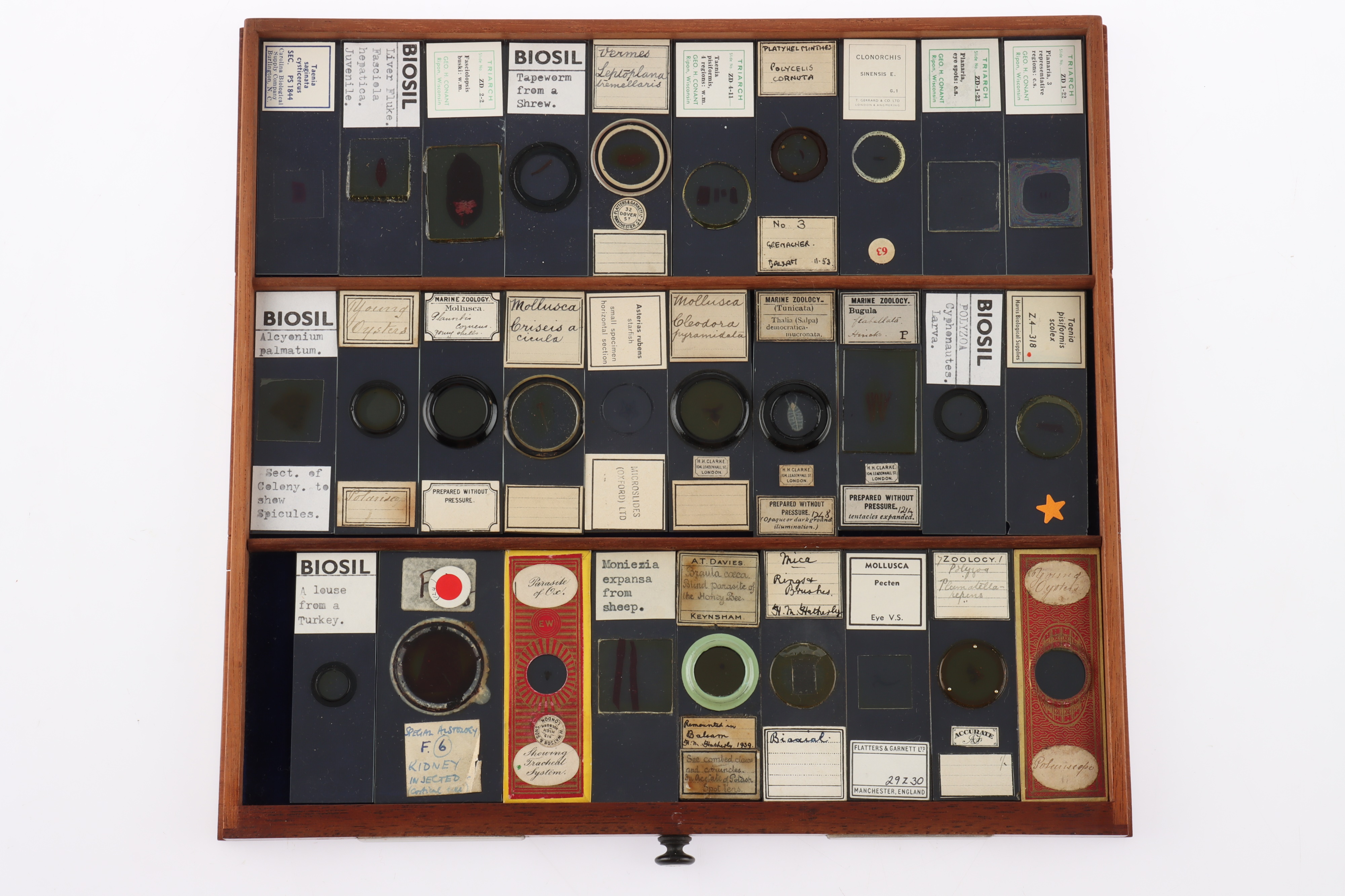 Large Cabinet of fine Victorian Microscope Slides - Image 21 of 26