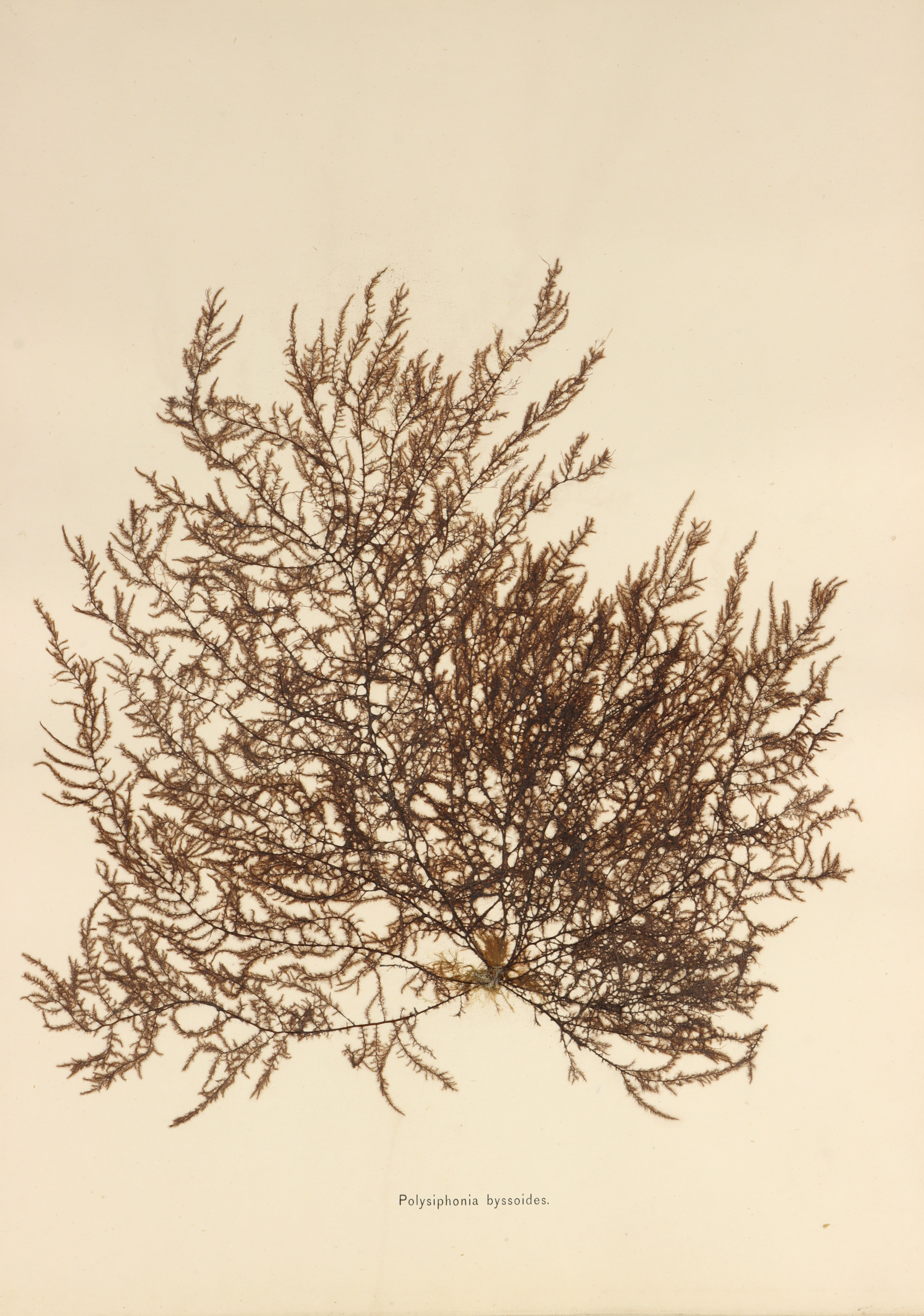 Folio of 24 Mounted Seaweed Specimens - Image 5 of 10