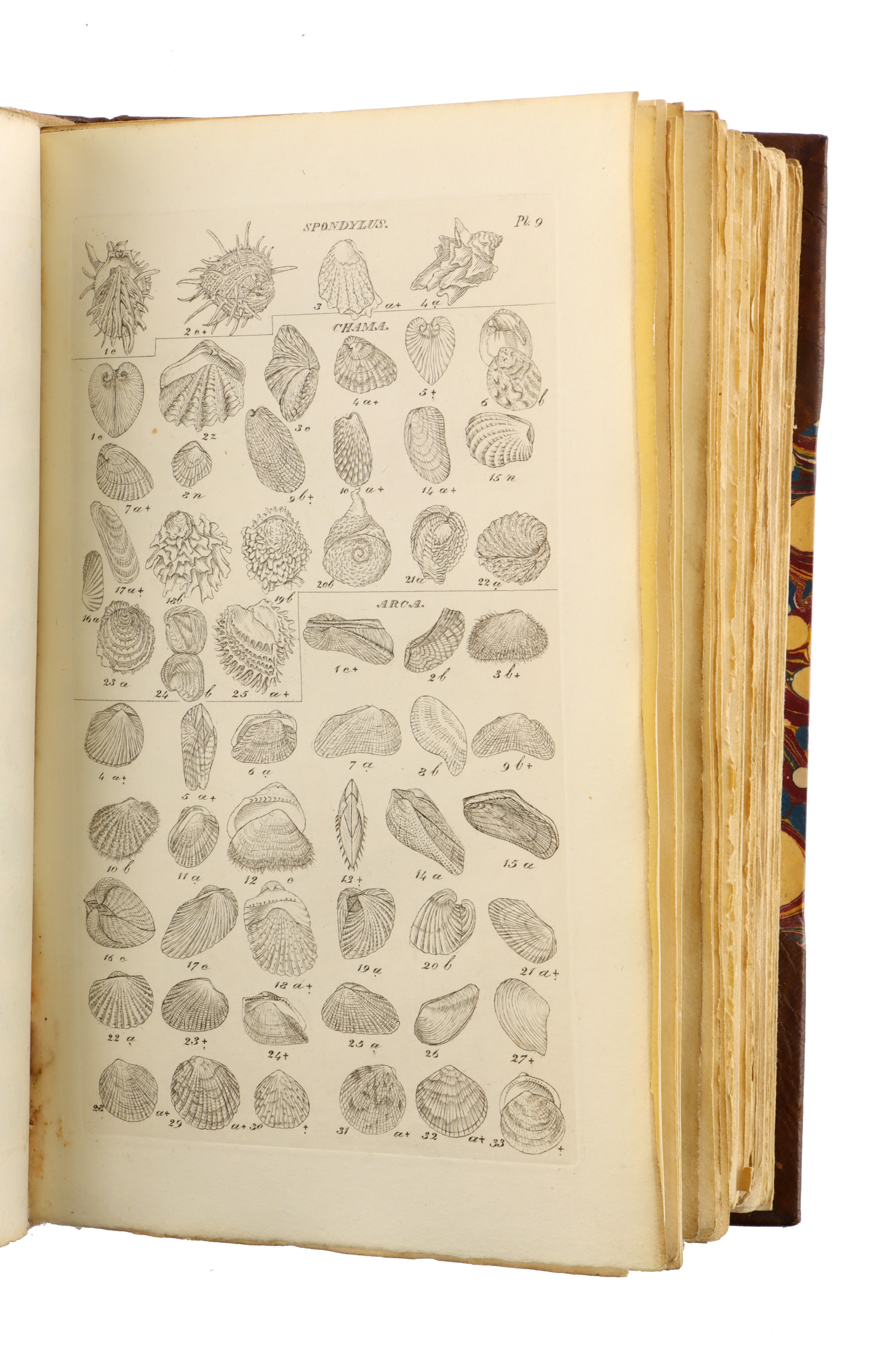 Wood, W, Index Testaceologicus; or A Catalogue of Shells, British and Foreign.. - Image 3 of 4