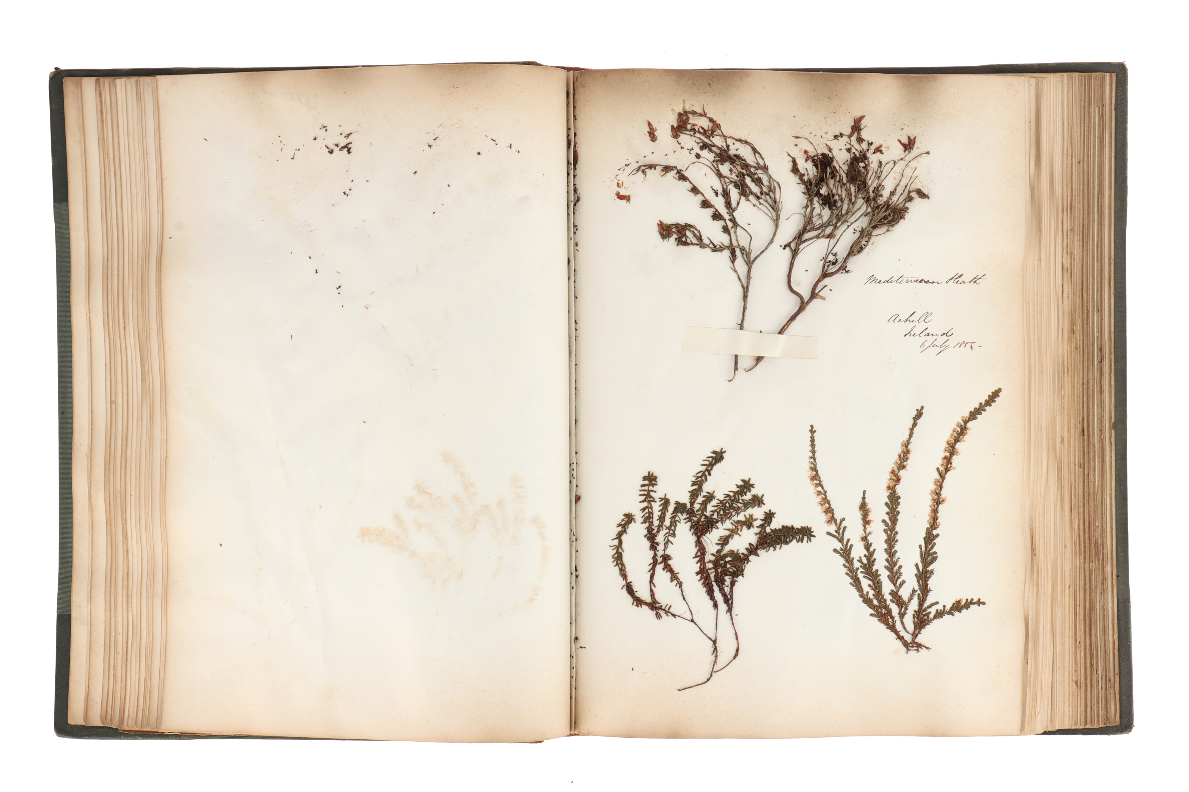 A Large & Well Annotated Mid 19th Century Album of Pressed Ferns, - Image 10 of 11