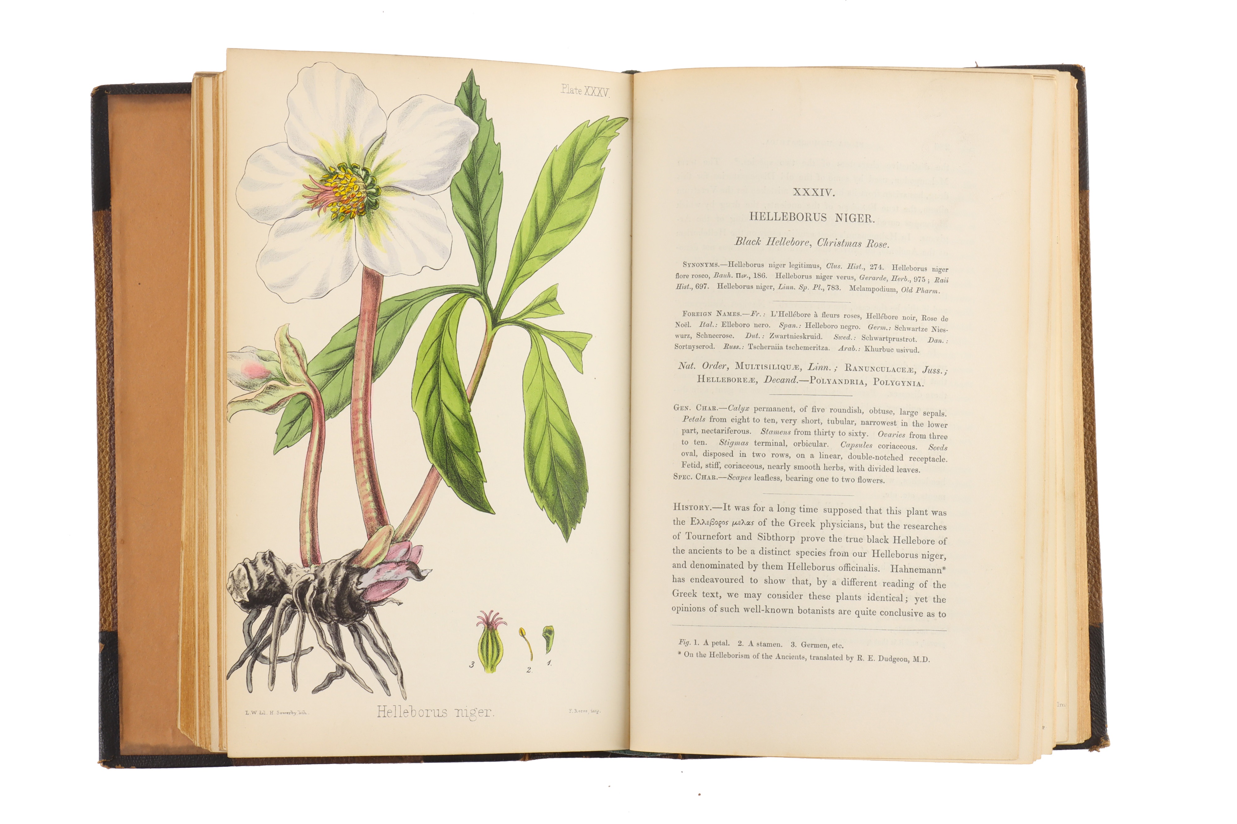 Hamilton, Edward, The Flora Homoeopathica, - Image 5 of 7