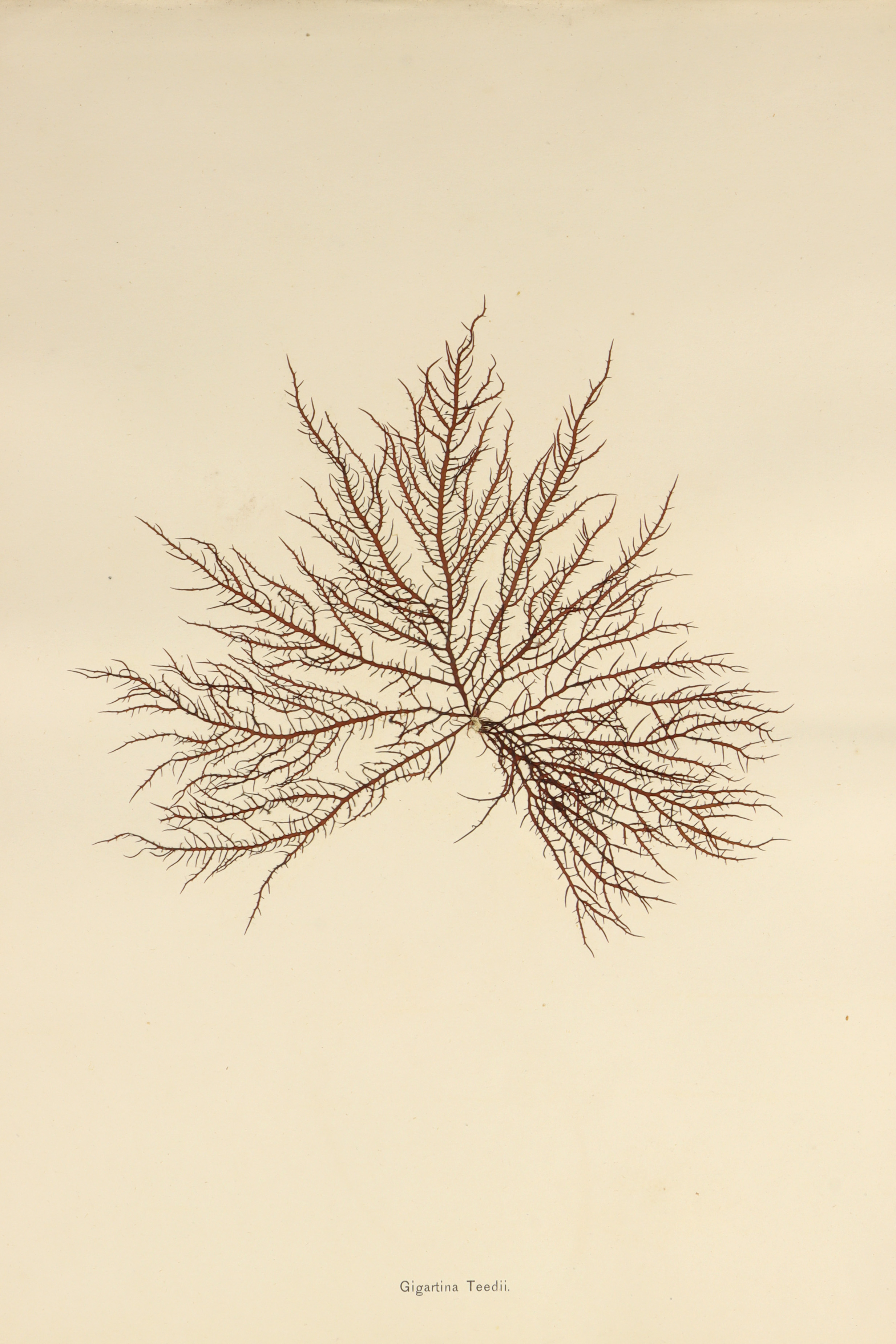 Folio of 24 Mounted Seaweed Specimens - Image 9 of 10