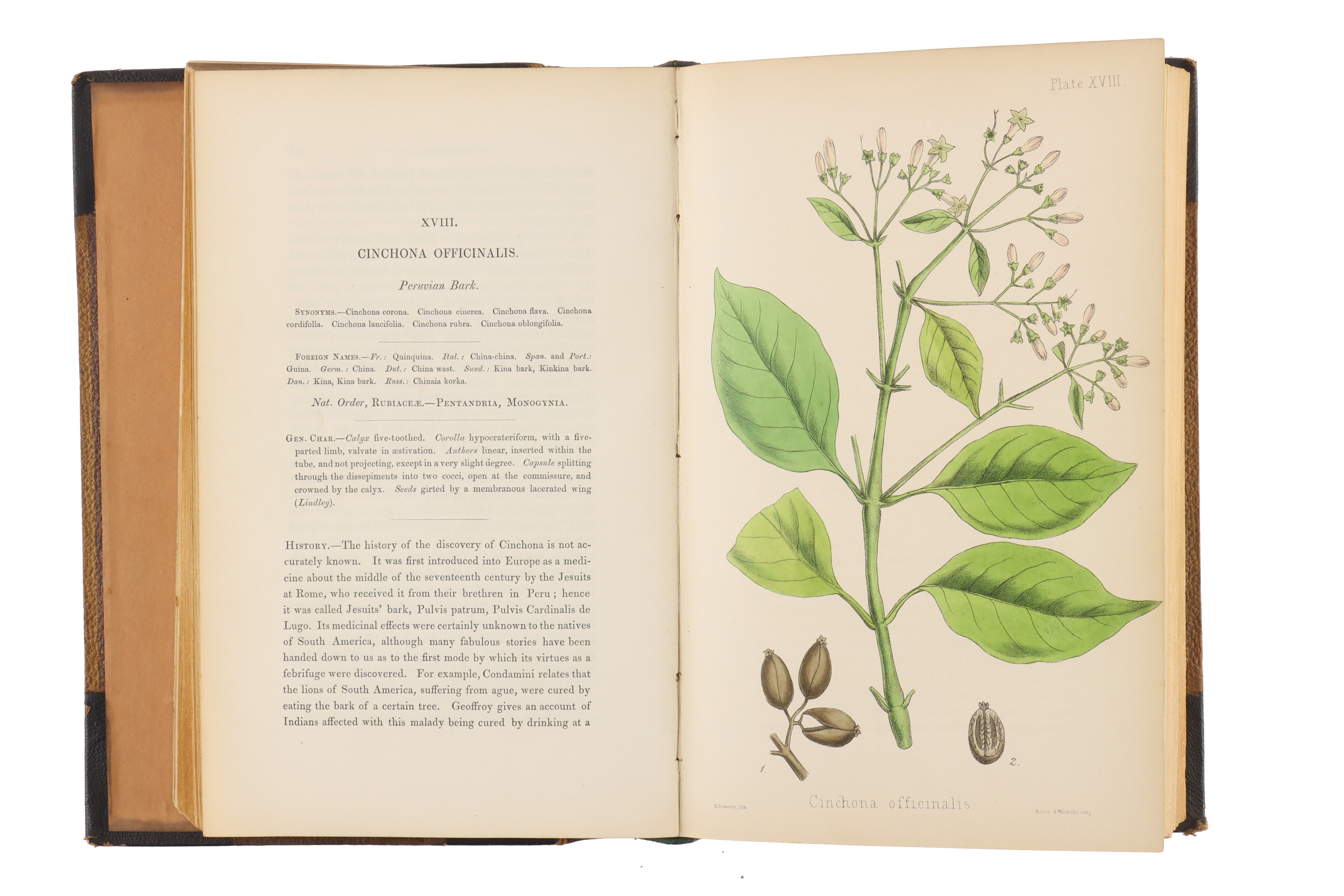 Hamilton, Edward, The Flora Homoeopathica, - Image 4 of 7