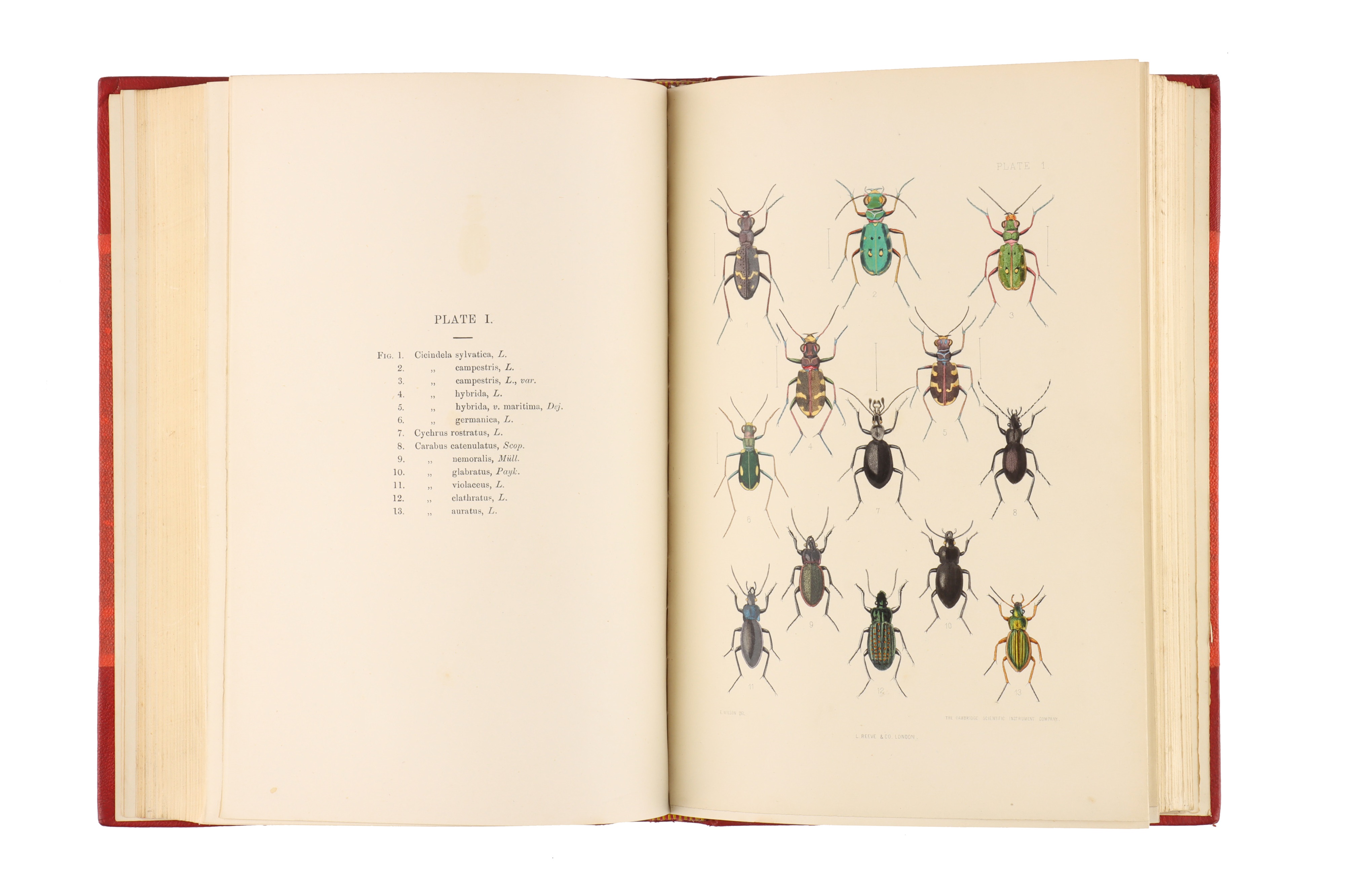 Fowler, W.W., The Coleoptera of the British Islands, - Image 3 of 5
