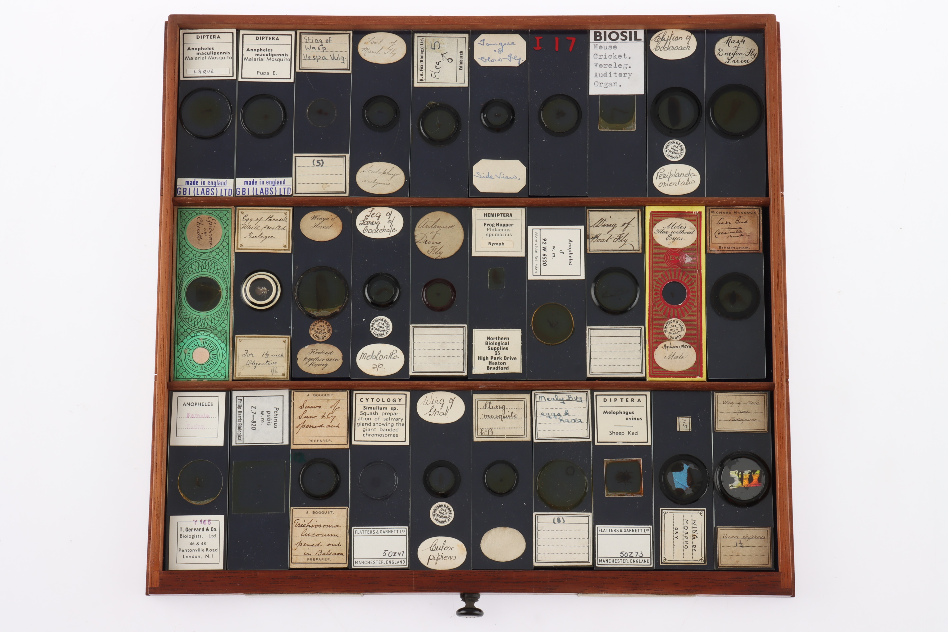 Large Cabinet of fine Victorian Microscope Slides - Image 20 of 26