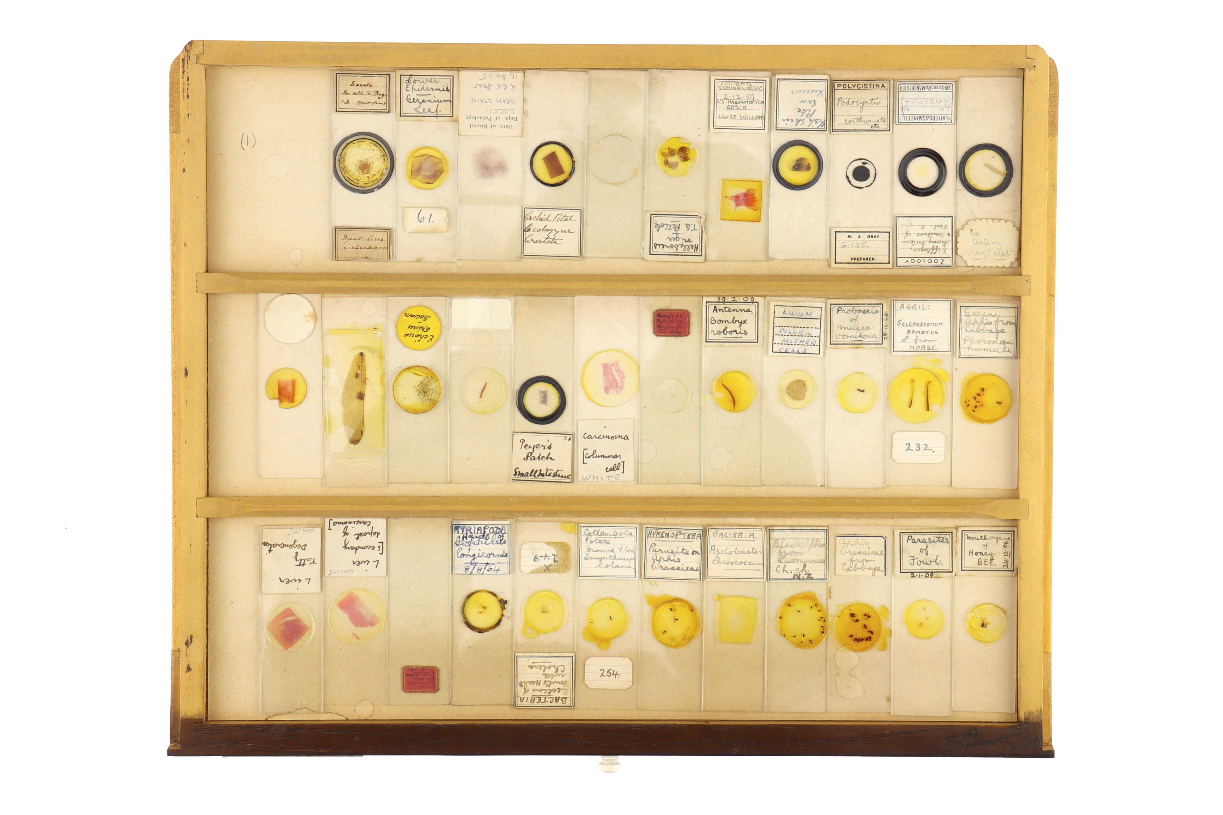 Large Cabinet of Microscope Slides, - Image 15 of 15