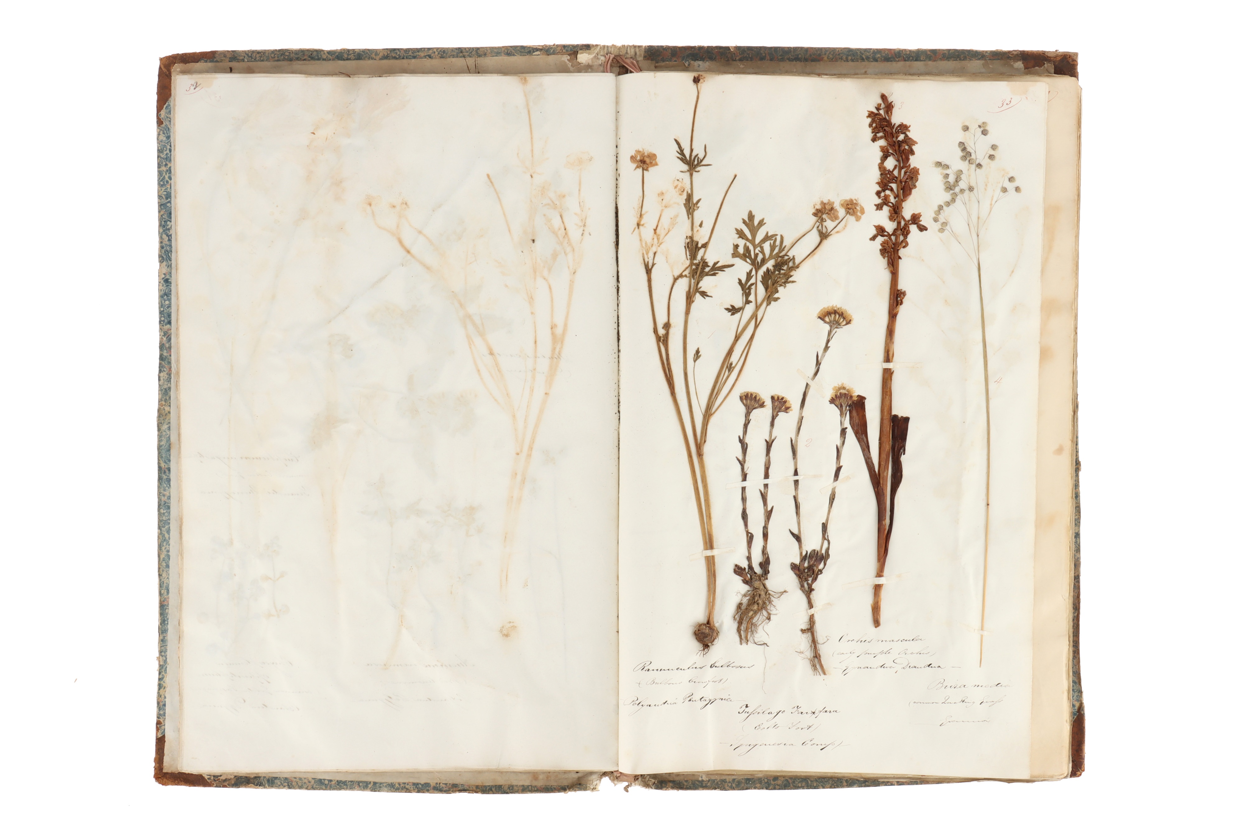 A Large Album of Pressed Plants well Annotated, - Image 5 of 5