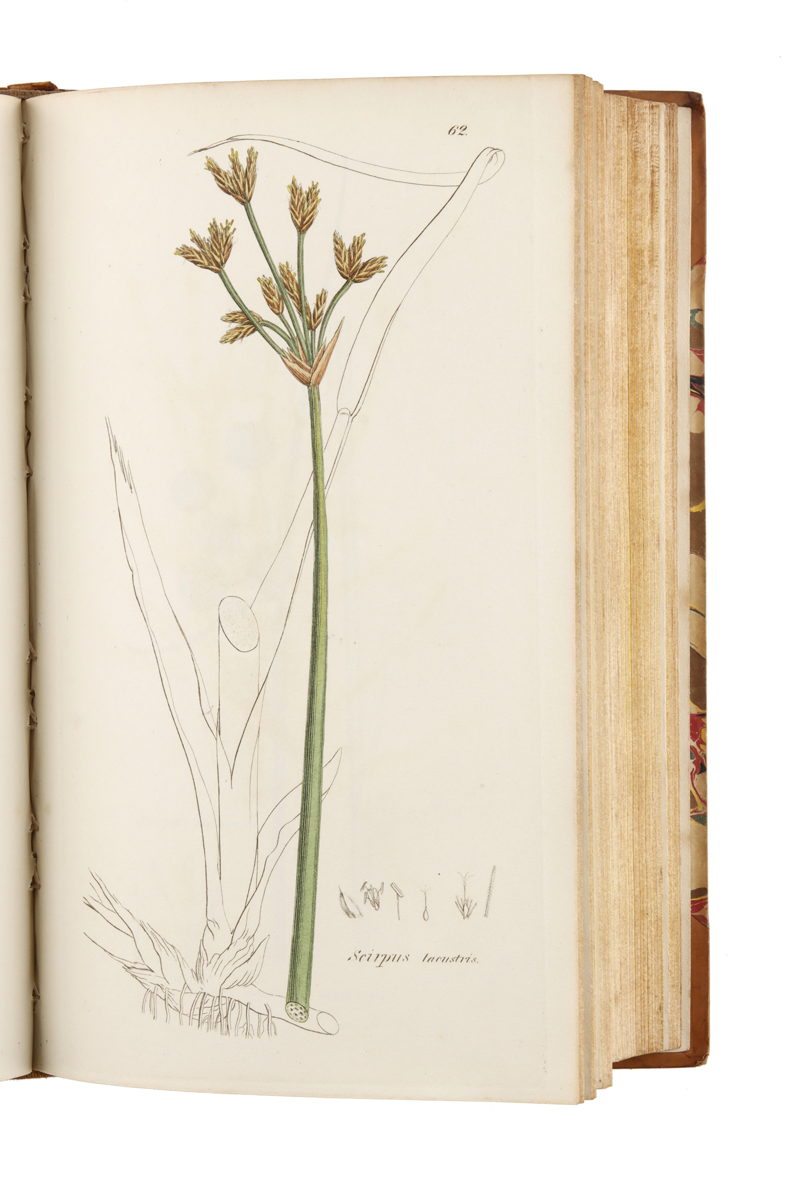 Smith, James Edward, & Sowerby, James, English Botany; or, Coloured Figures of British plants, - Image 4 of 8