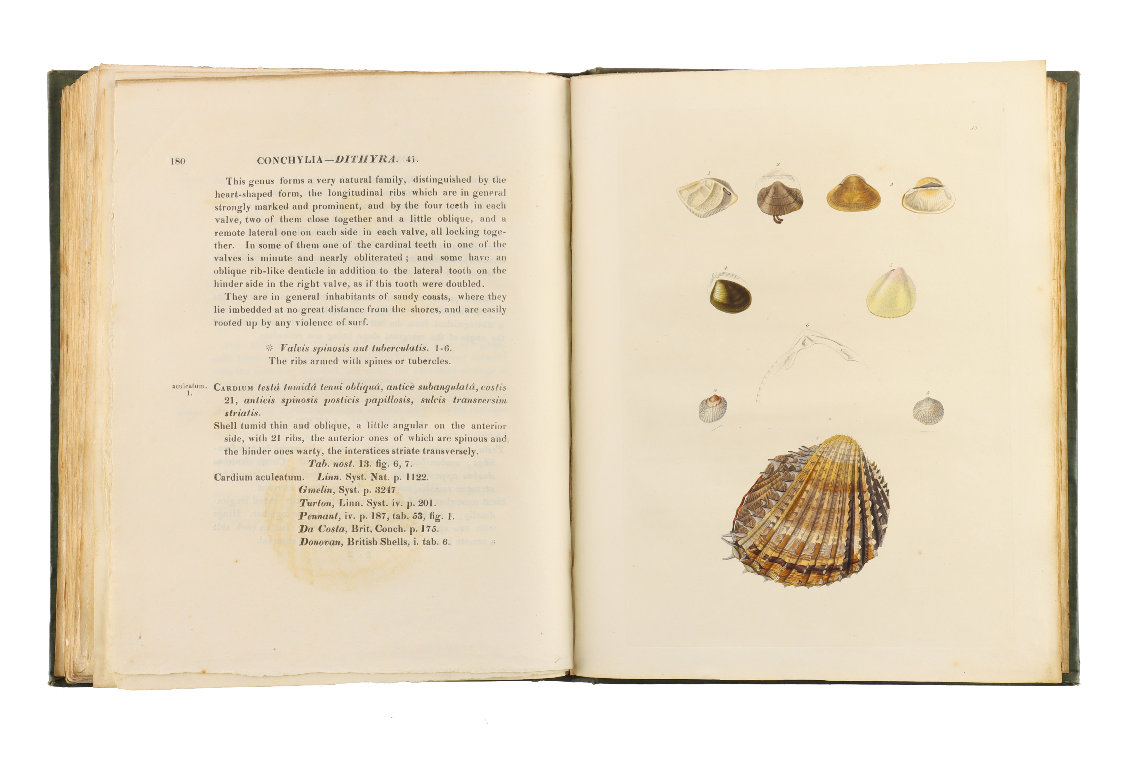 Turton, William, Conchylia Insularum Britannicarum - Image 4 of 4