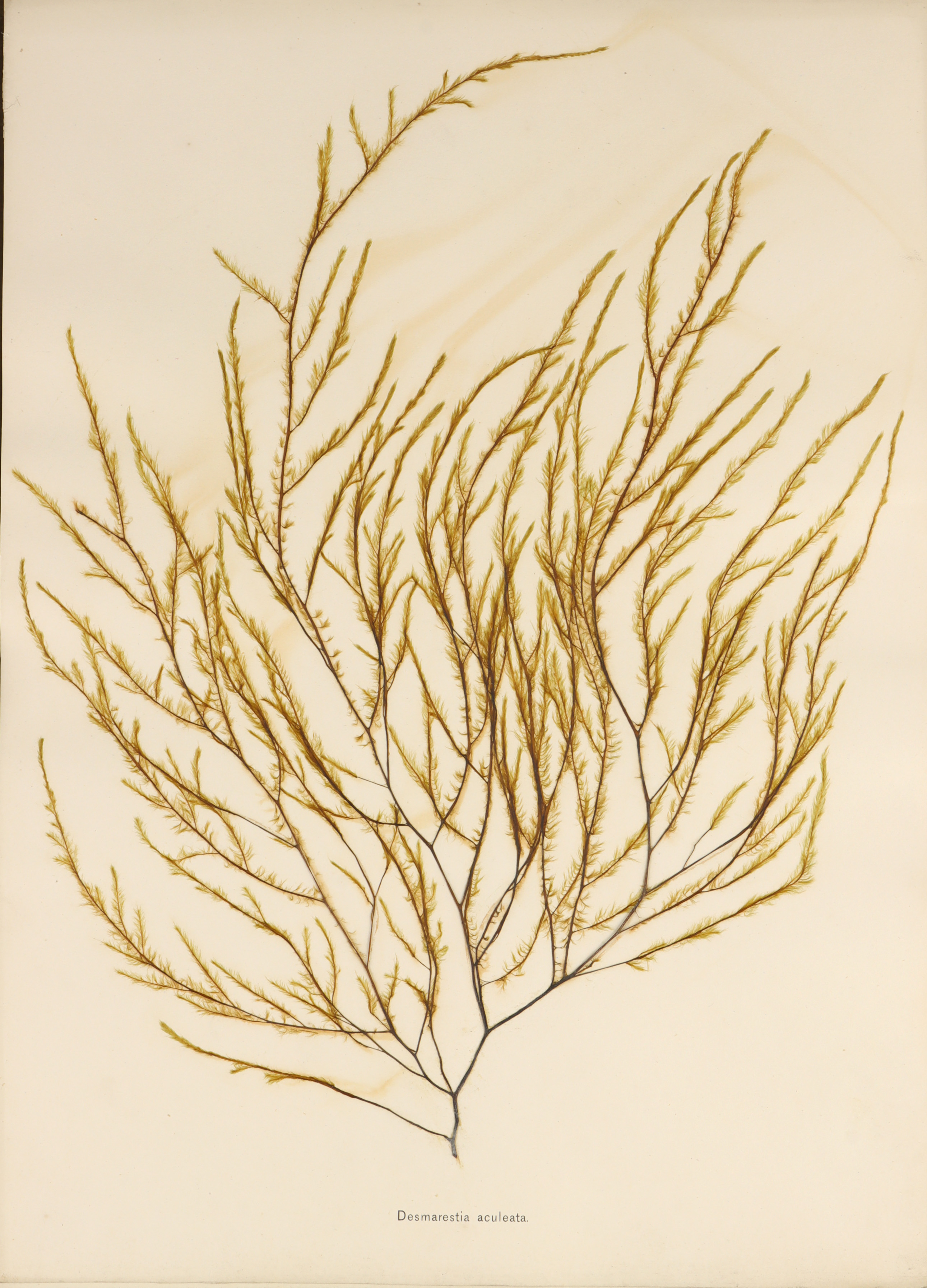Folio of 24 Mounted Seaweed Specimens - Image 8 of 10