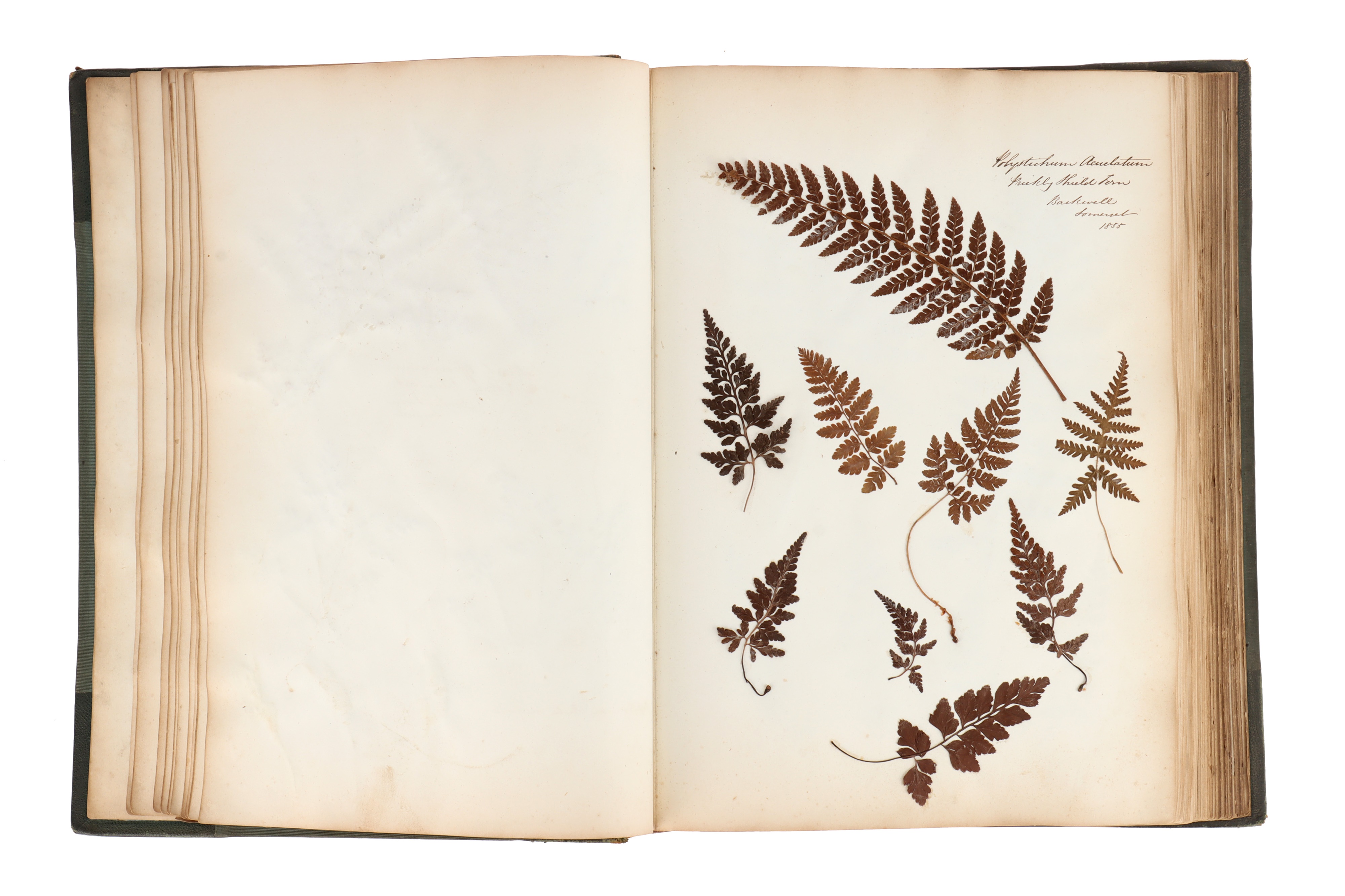 A Large & Well Annotated Mid 19th Century Album of Pressed Ferns, - Image 3 of 11