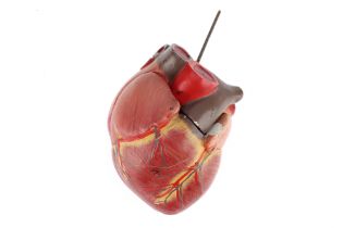 An Early Mid 20th Century Anatomical Model of the Heart,