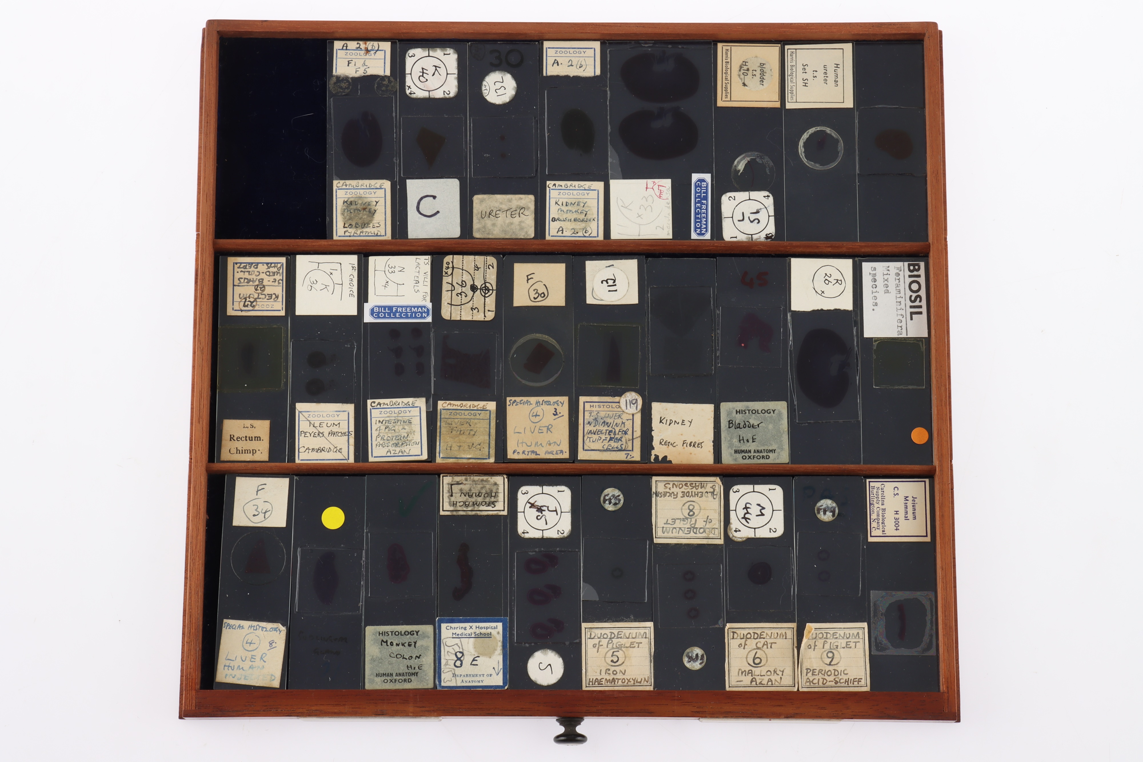 Large Cabinet of fine Victorian Microscope Slides - Image 11 of 26