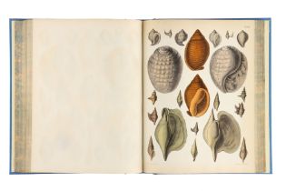 Brown, Captain Thomas, Illustrations of the Fossil Conchology of Great Britain,