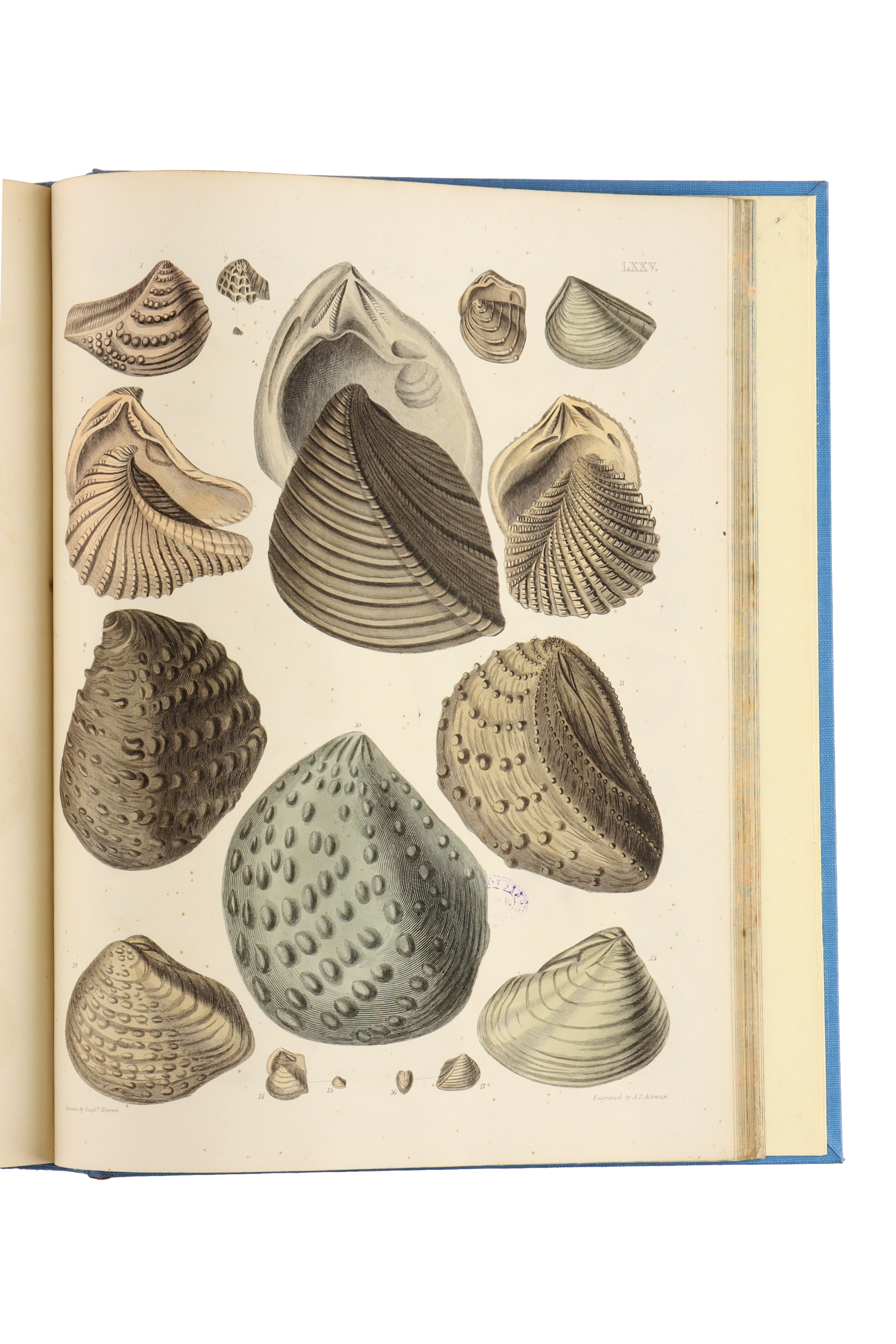 Brown, Captain Thomas, Illustrations of the Fossil Conchology of Great Britain, - Image 8 of 9