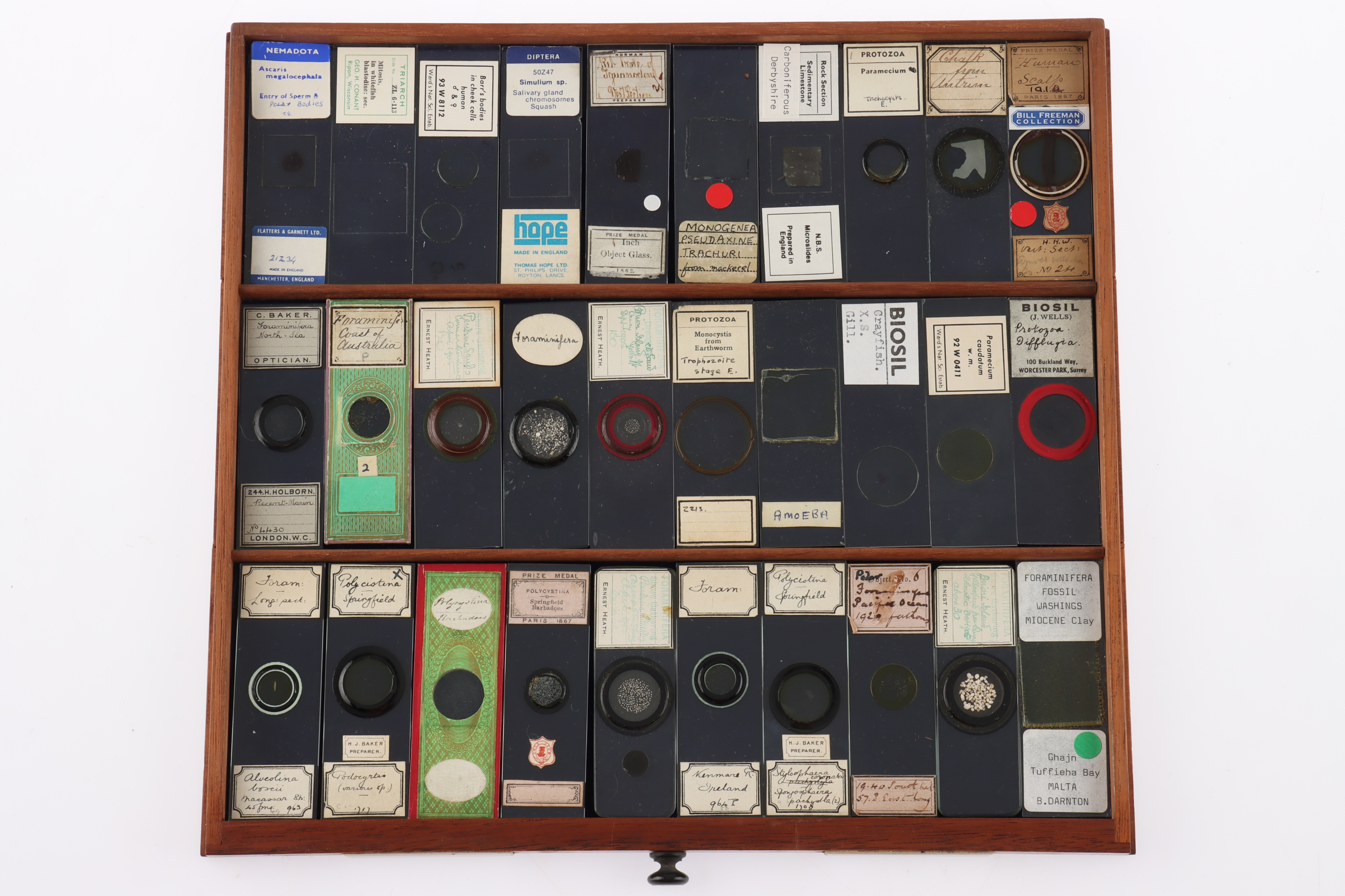 Large Cabinet of fine Victorian Microscope Slides - Image 23 of 26