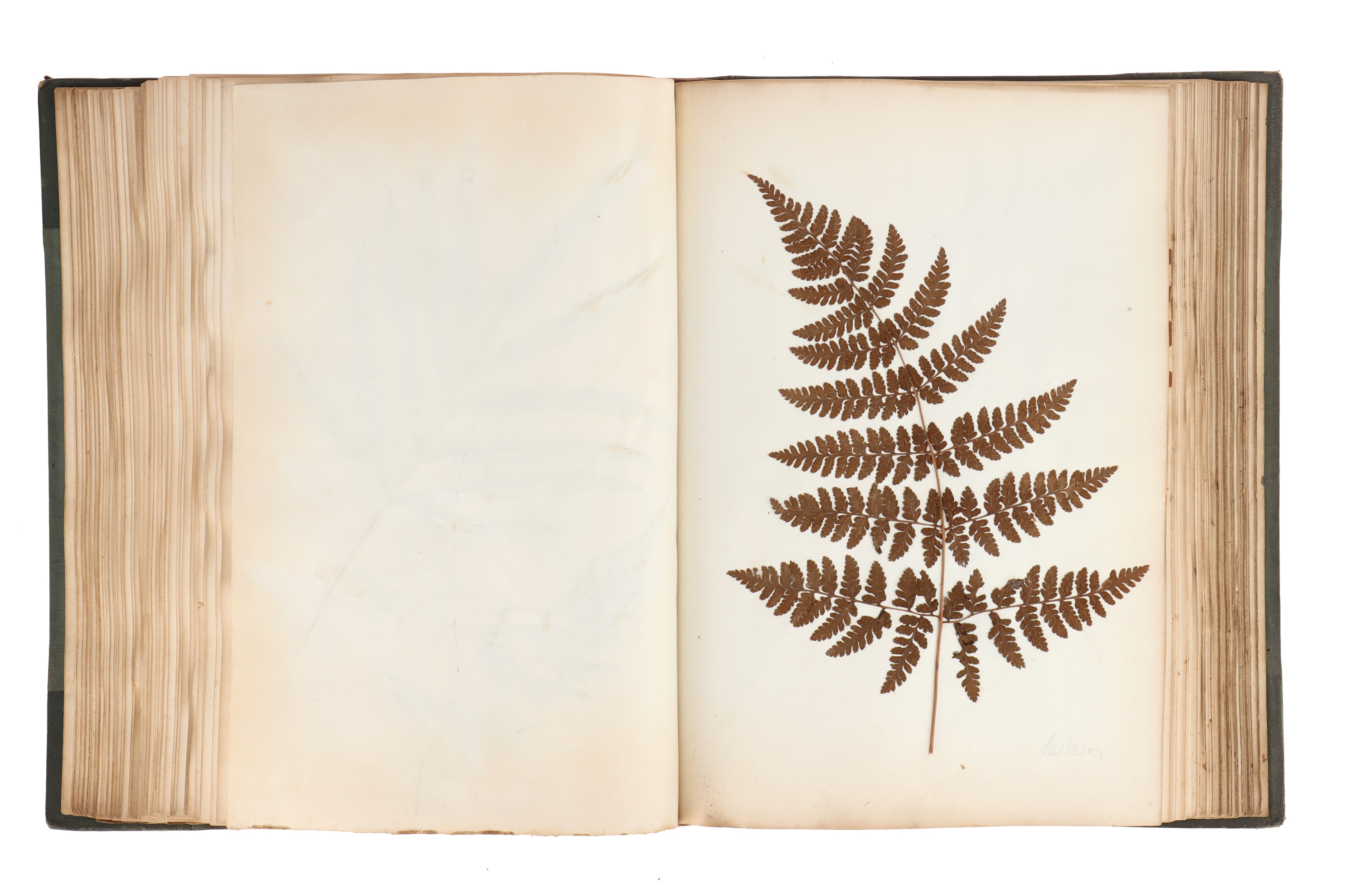 A Large & Well Annotated Mid 19th Century Album of Pressed Ferns, - Image 4 of 11