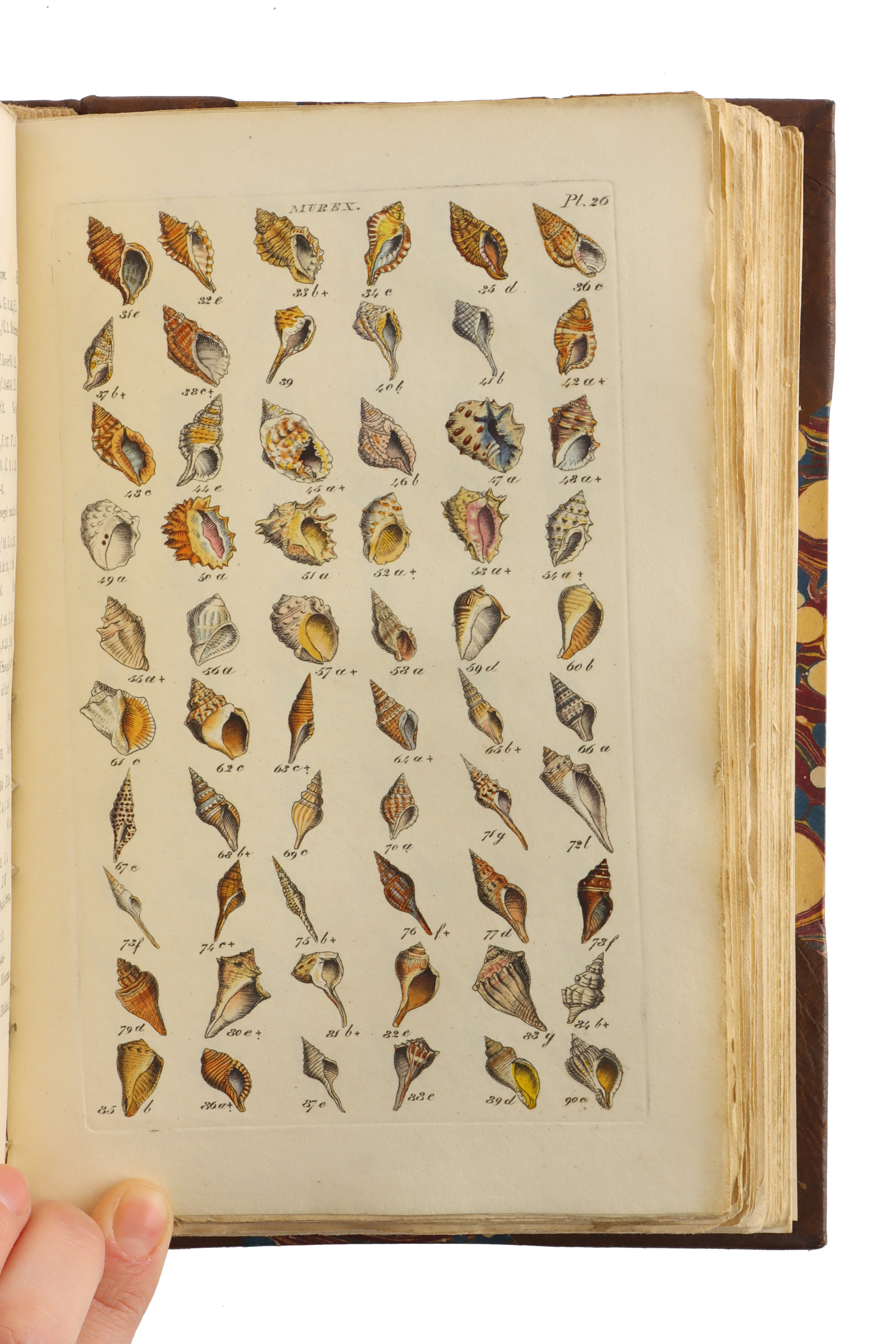 Wood, W, Index Testaceologicus; or A Catalogue of Shells, British and Foreign.. - Image 4 of 4
