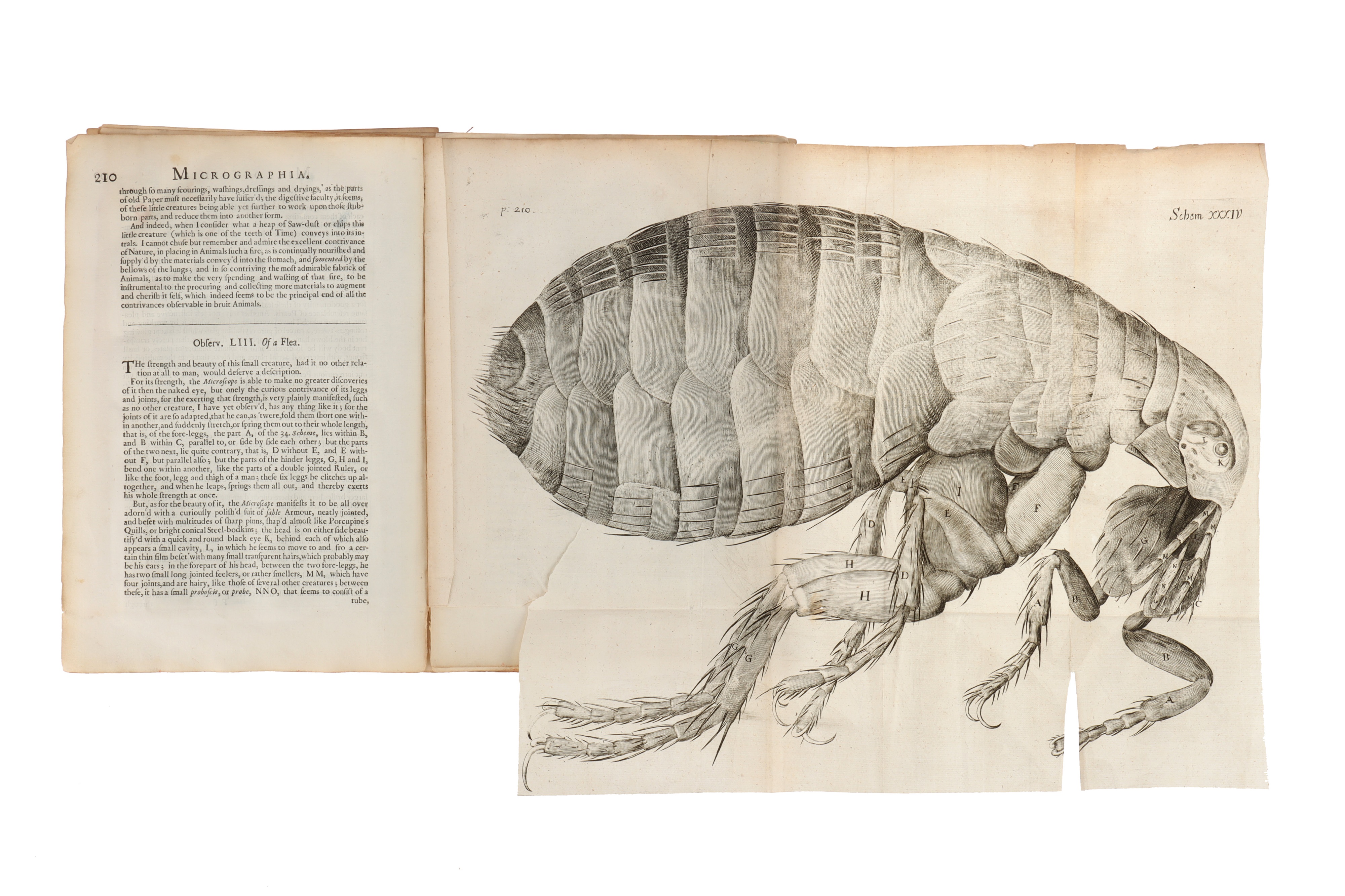 Hooke, Robert, Micrographia, - Image 3 of 6