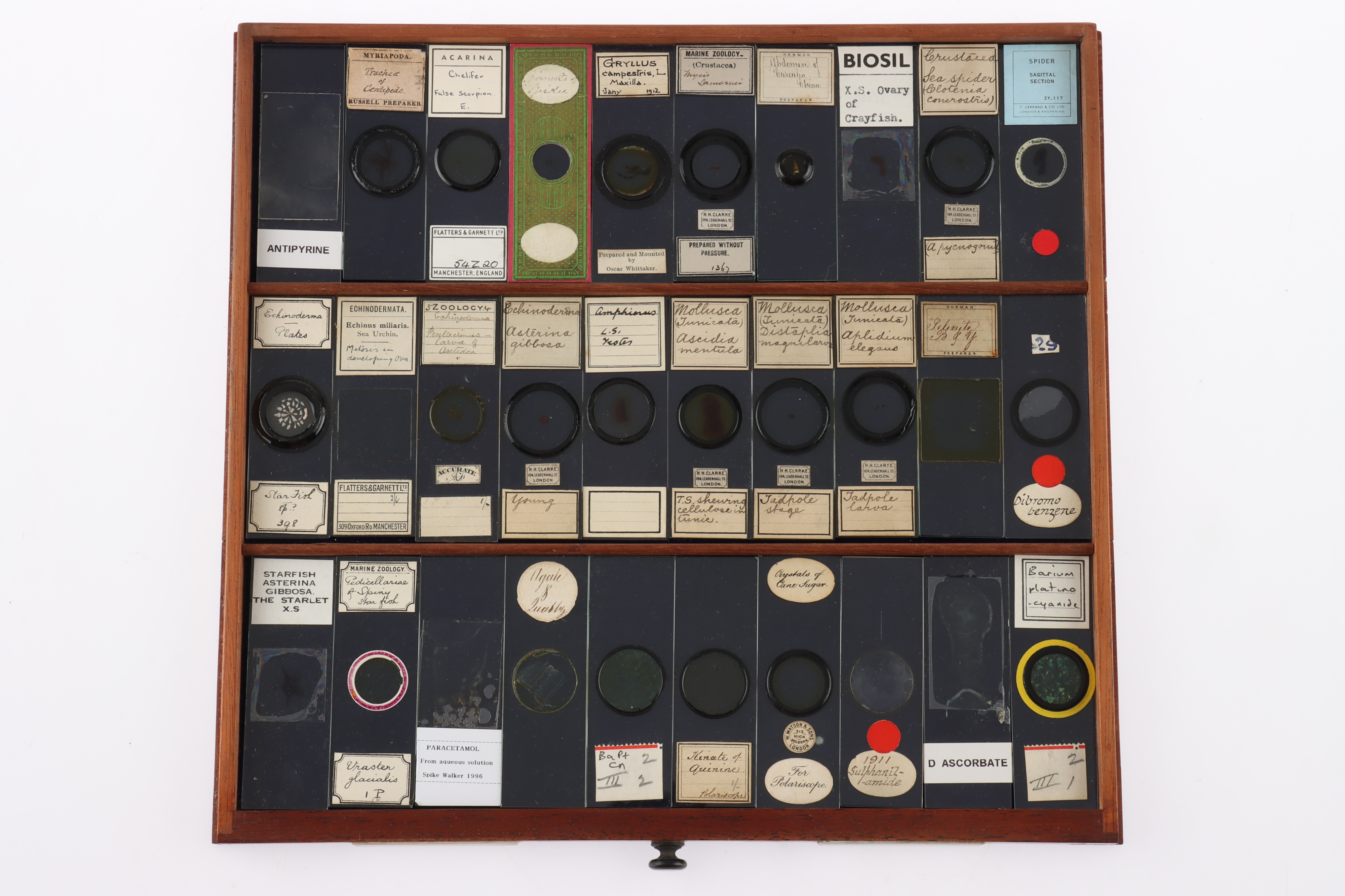 Large Cabinet of fine Victorian Microscope Slides - Image 17 of 26