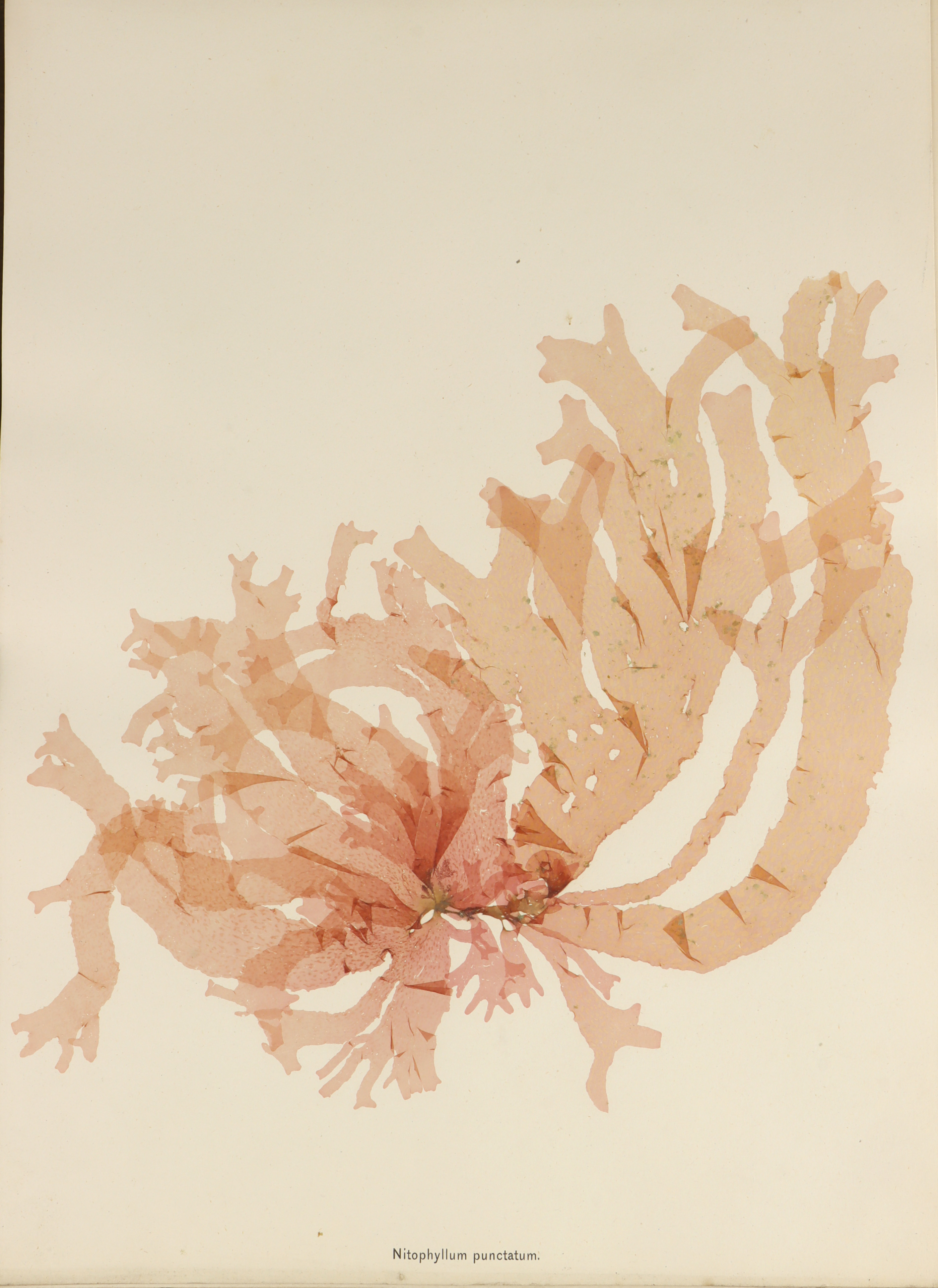 Folio of 24 Mounted Seaweed Specimens - Image 6 of 10